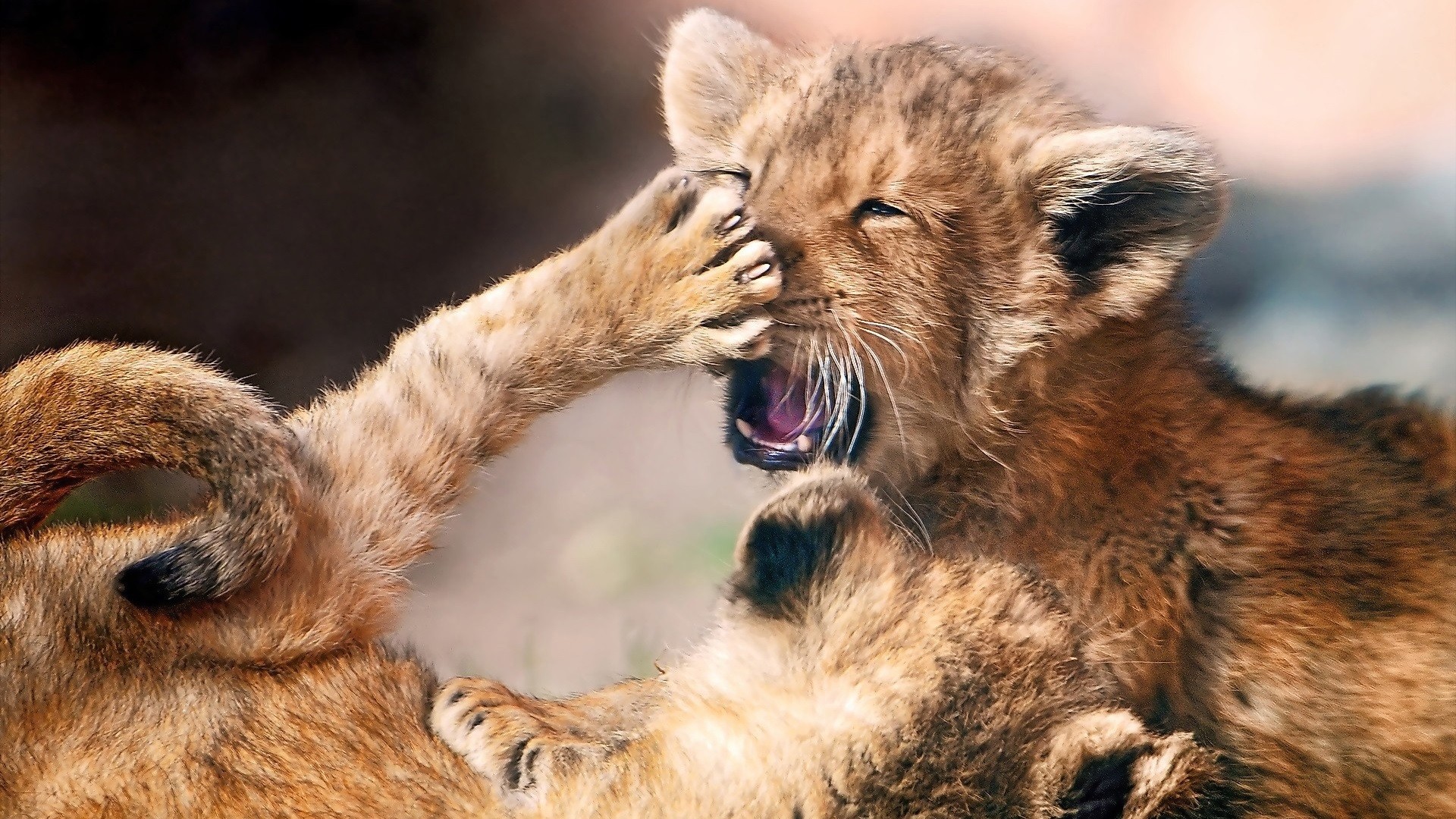 лев, животное, маленький