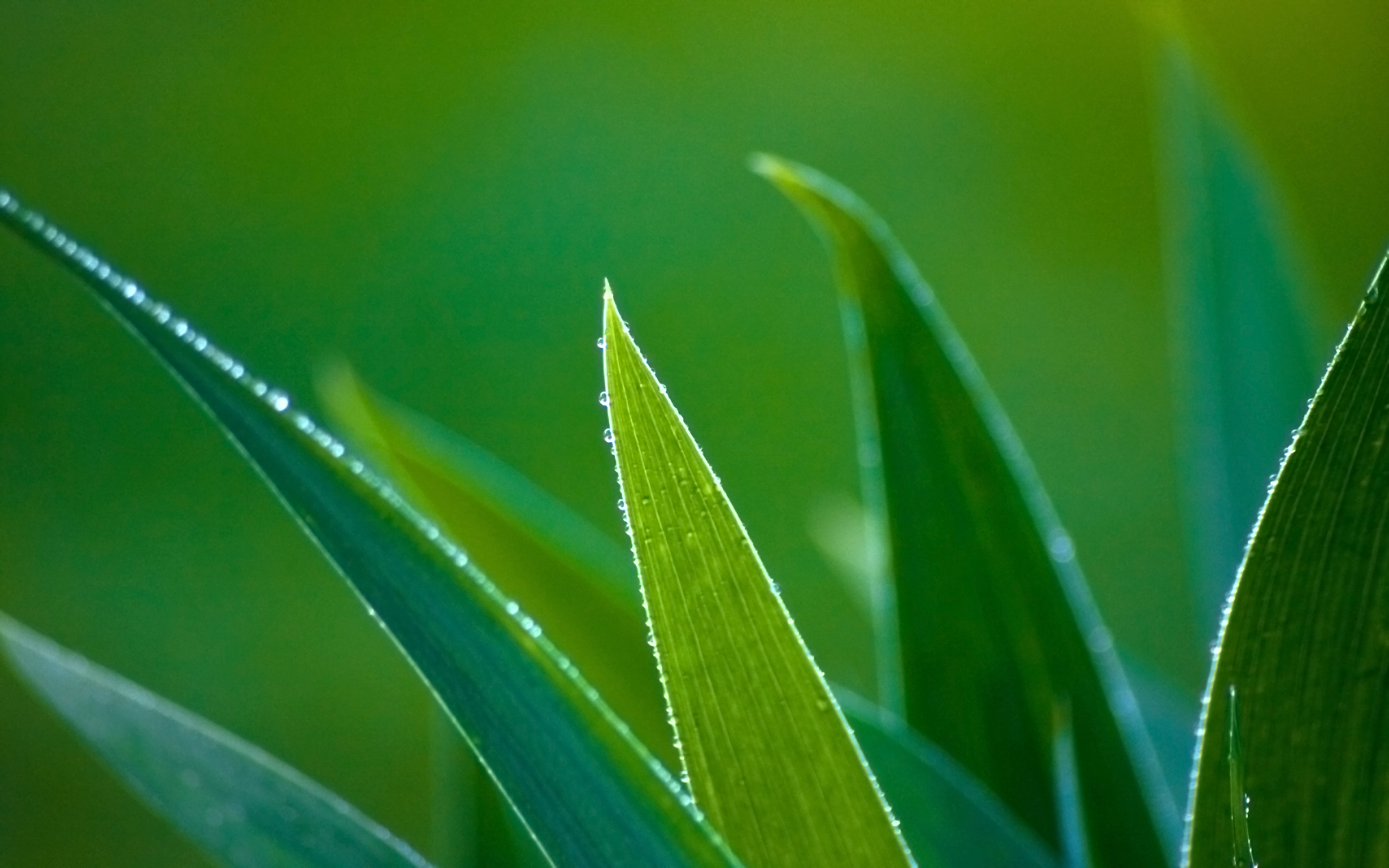 naturaleza, verde, fondos