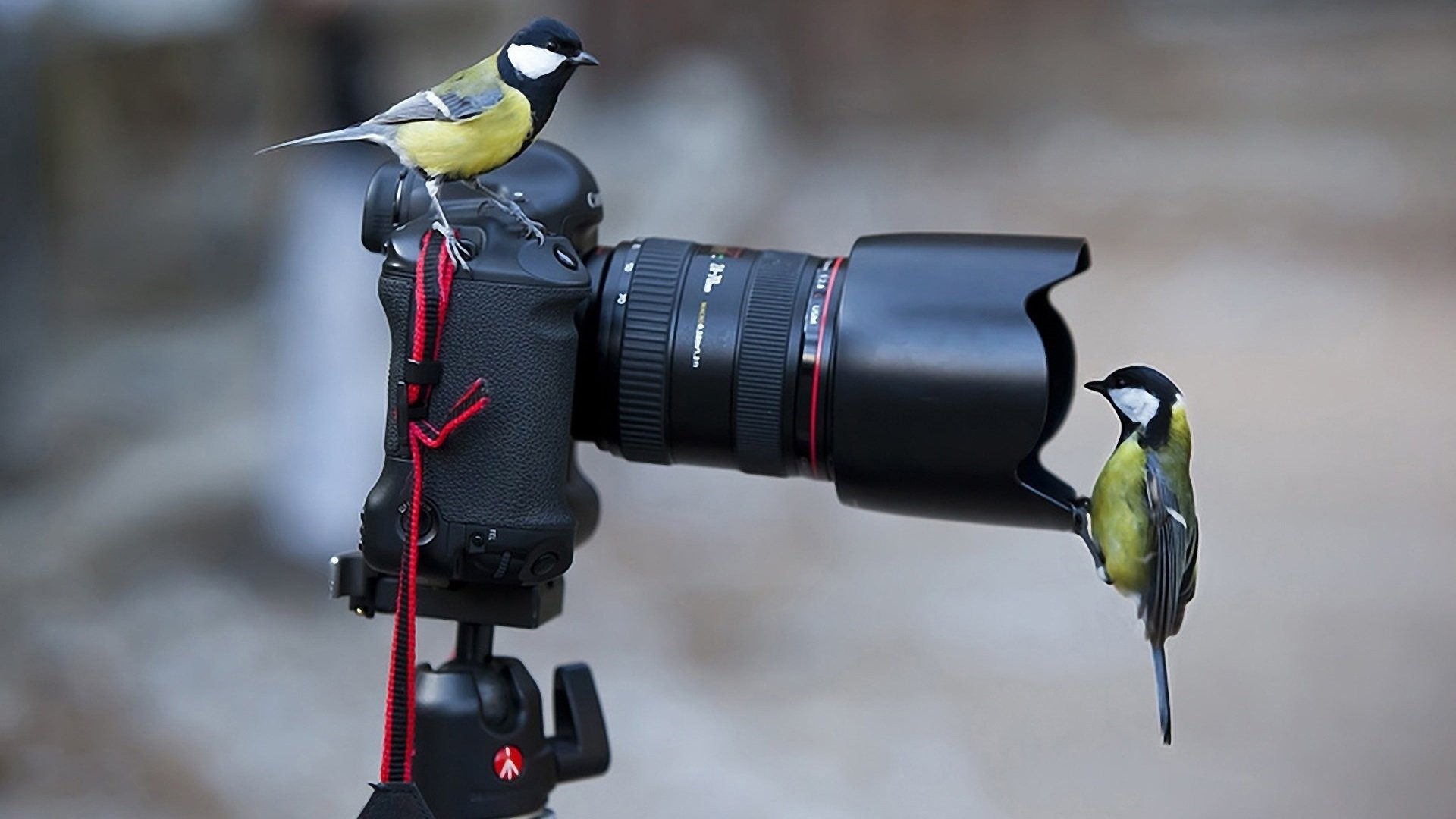 птица, фотоаппарат, синица