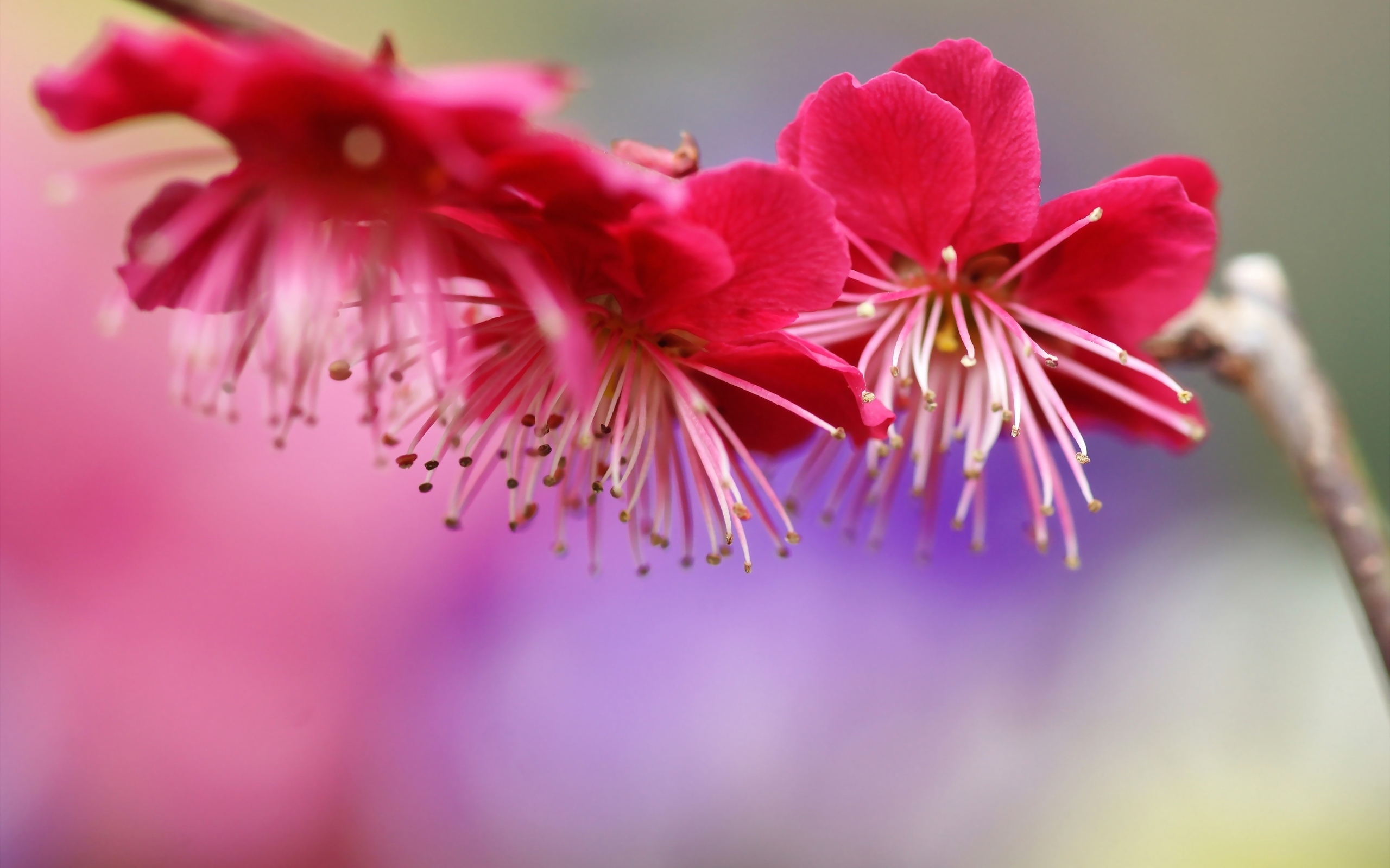 цветение весна розовые цветы бесплатно