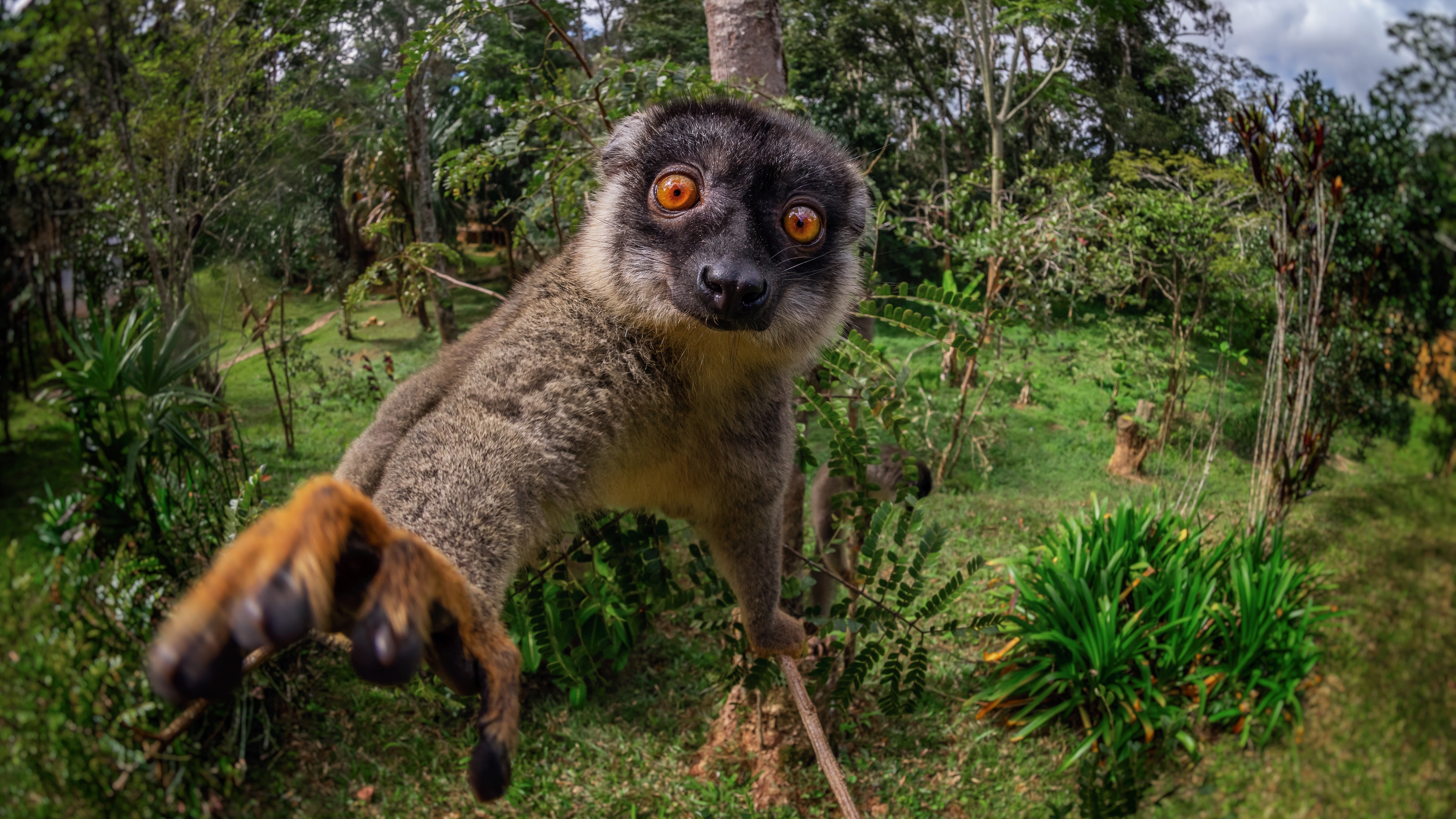 автар, освобождение