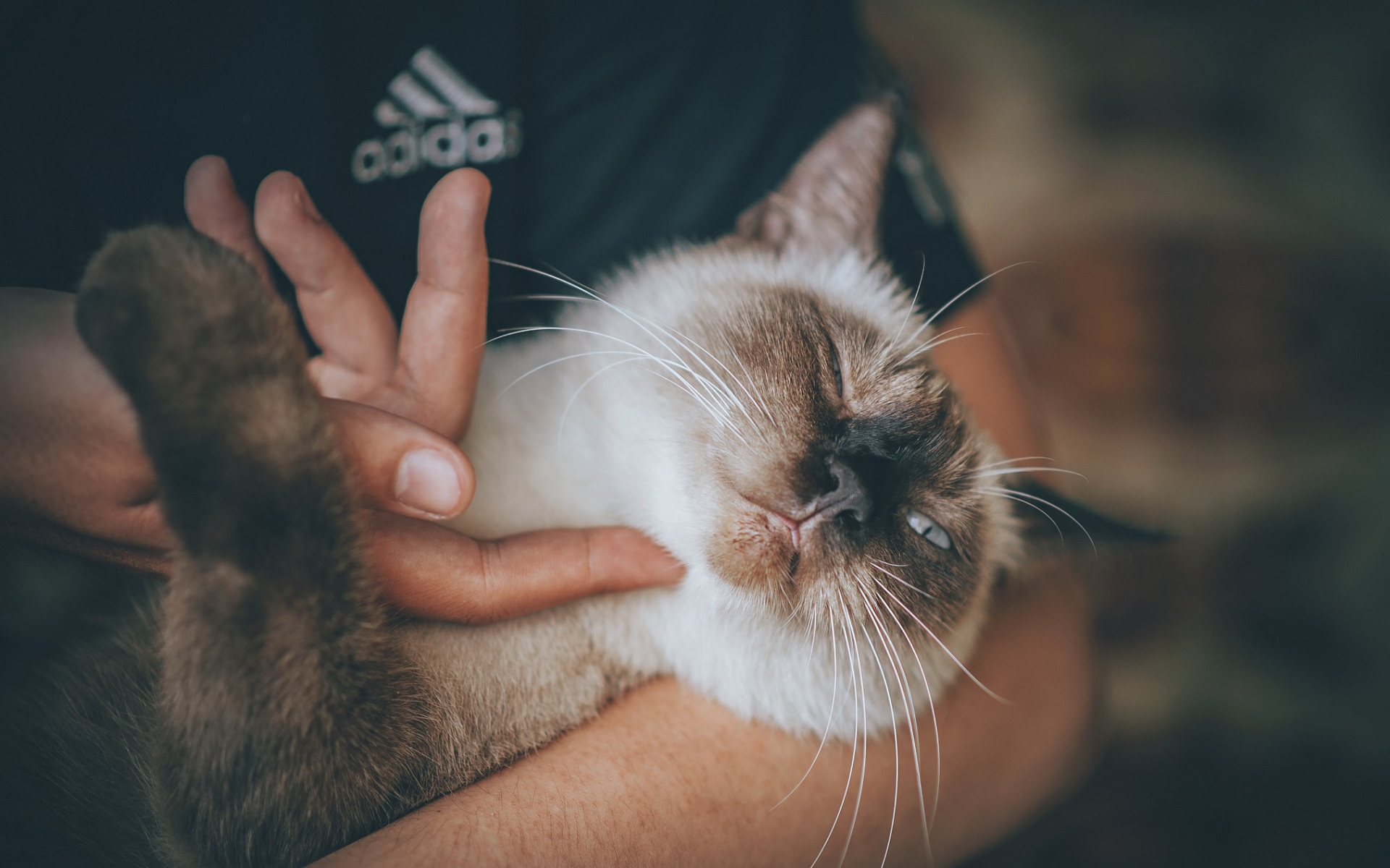 кот