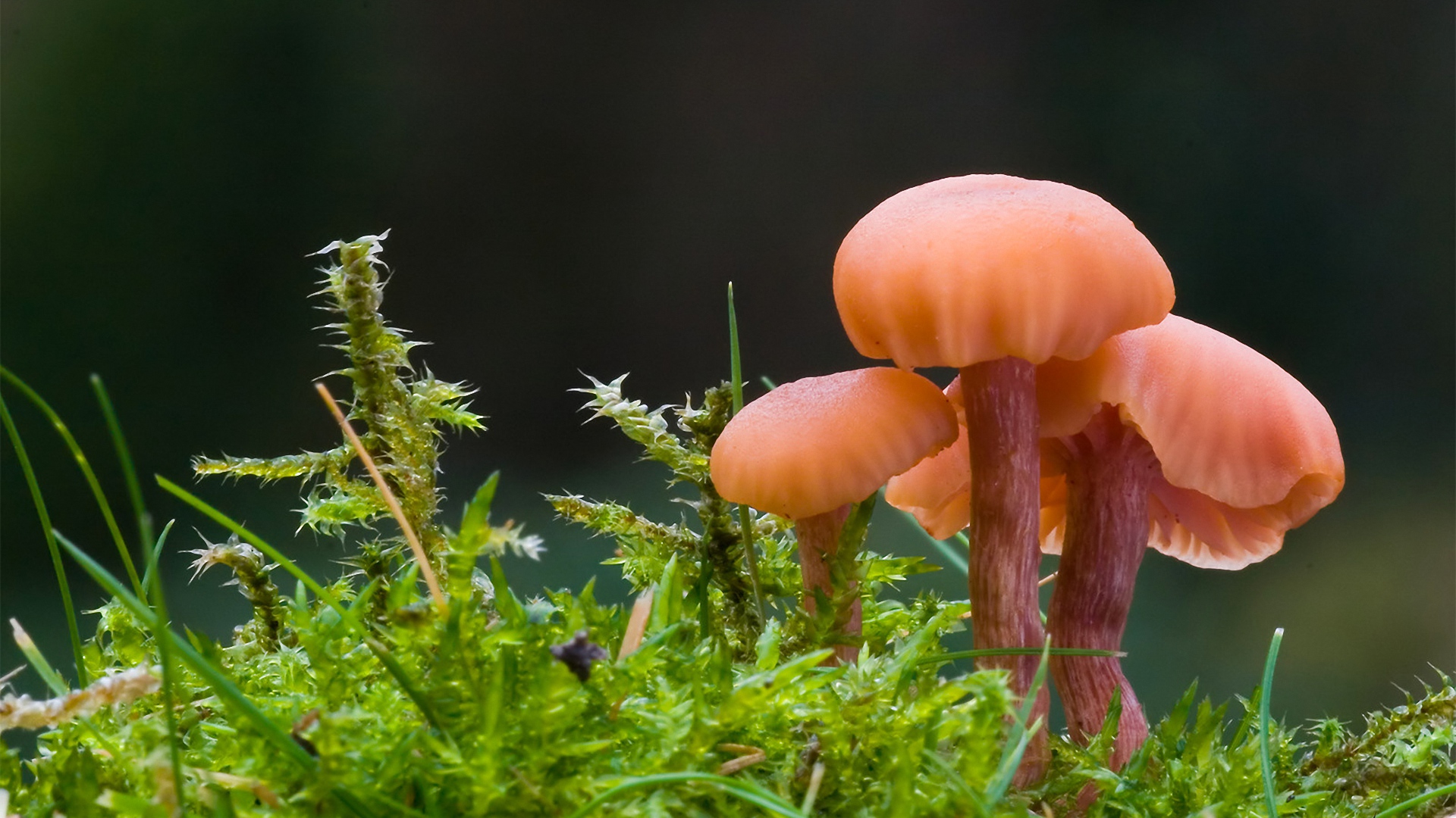 Dog Pecker Mushroom Pictures