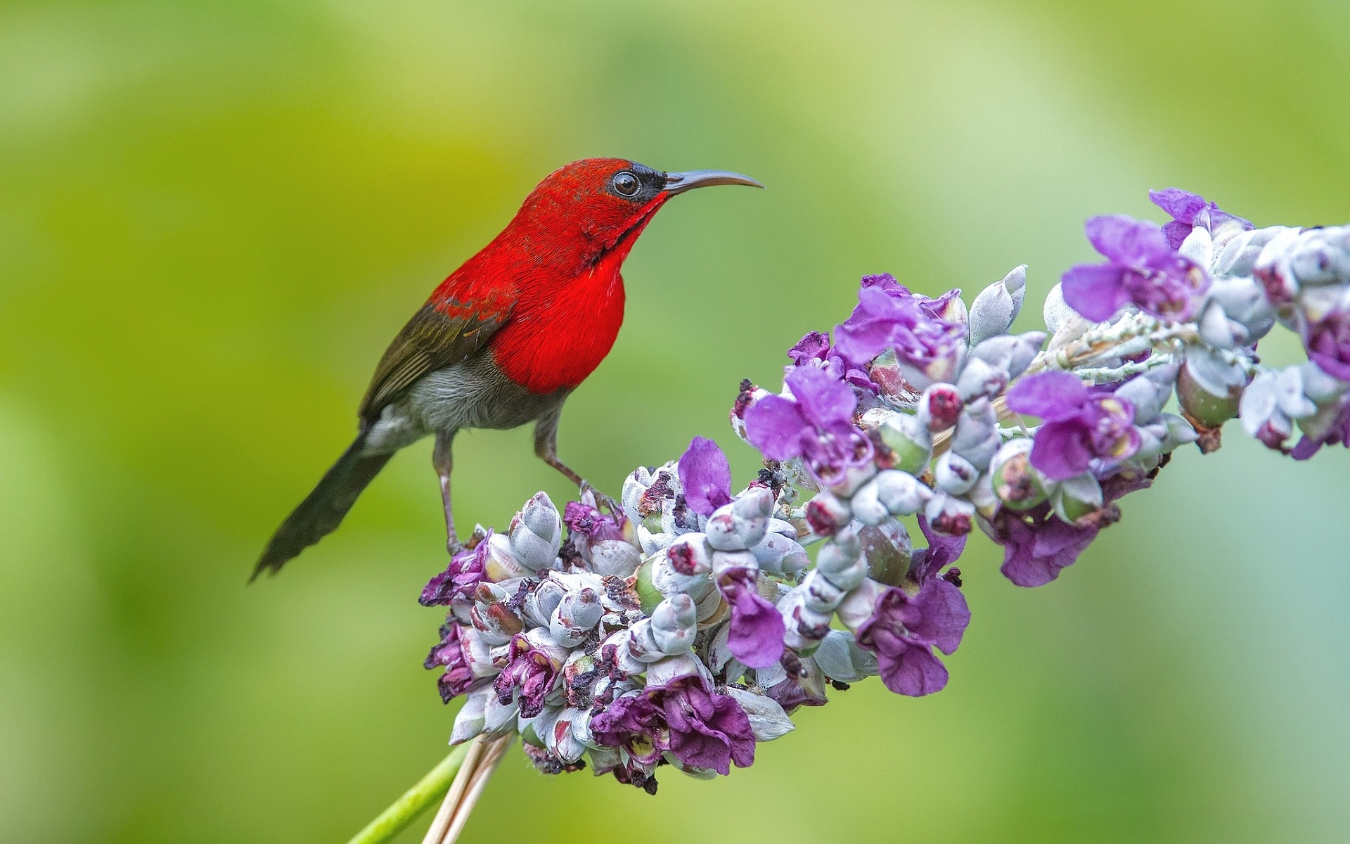 стюарда, ручка