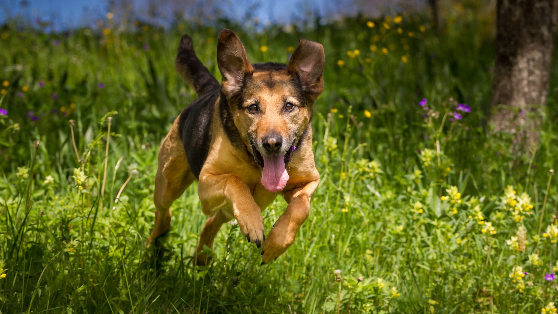 бергер, фото, фото