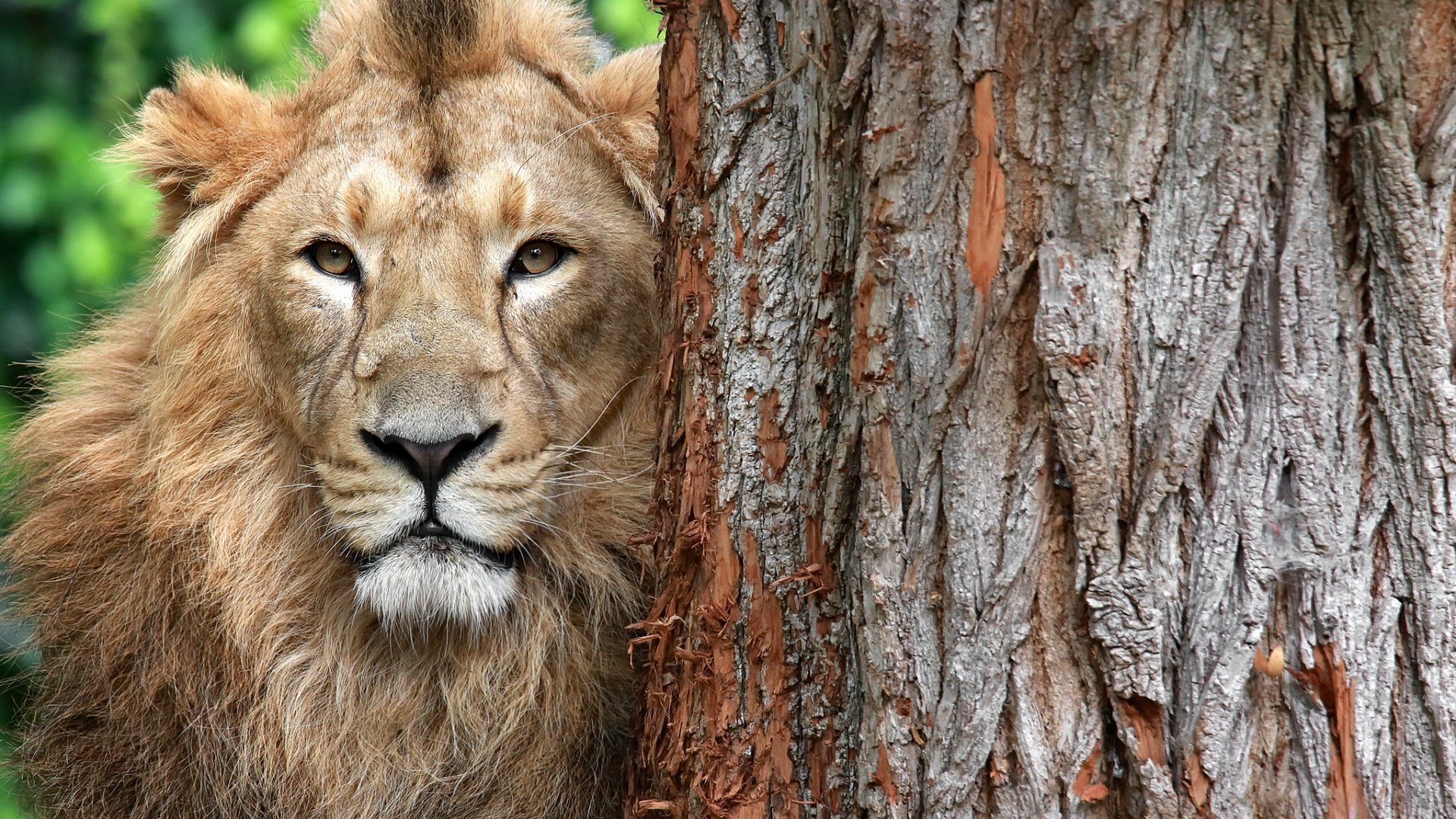 лев, животное