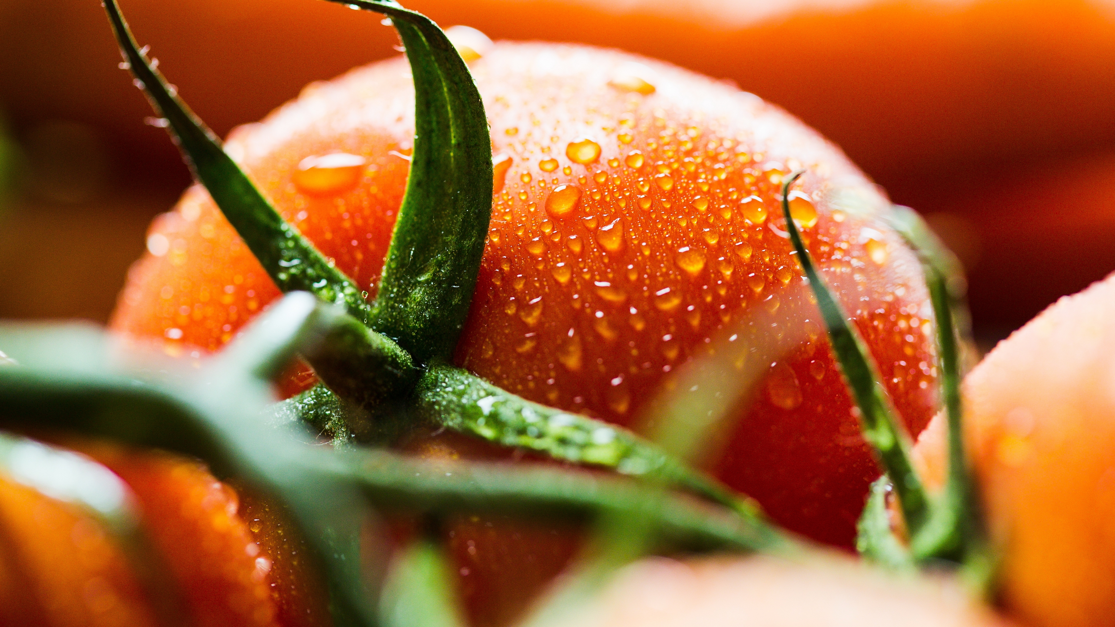 tomate, tomato, und