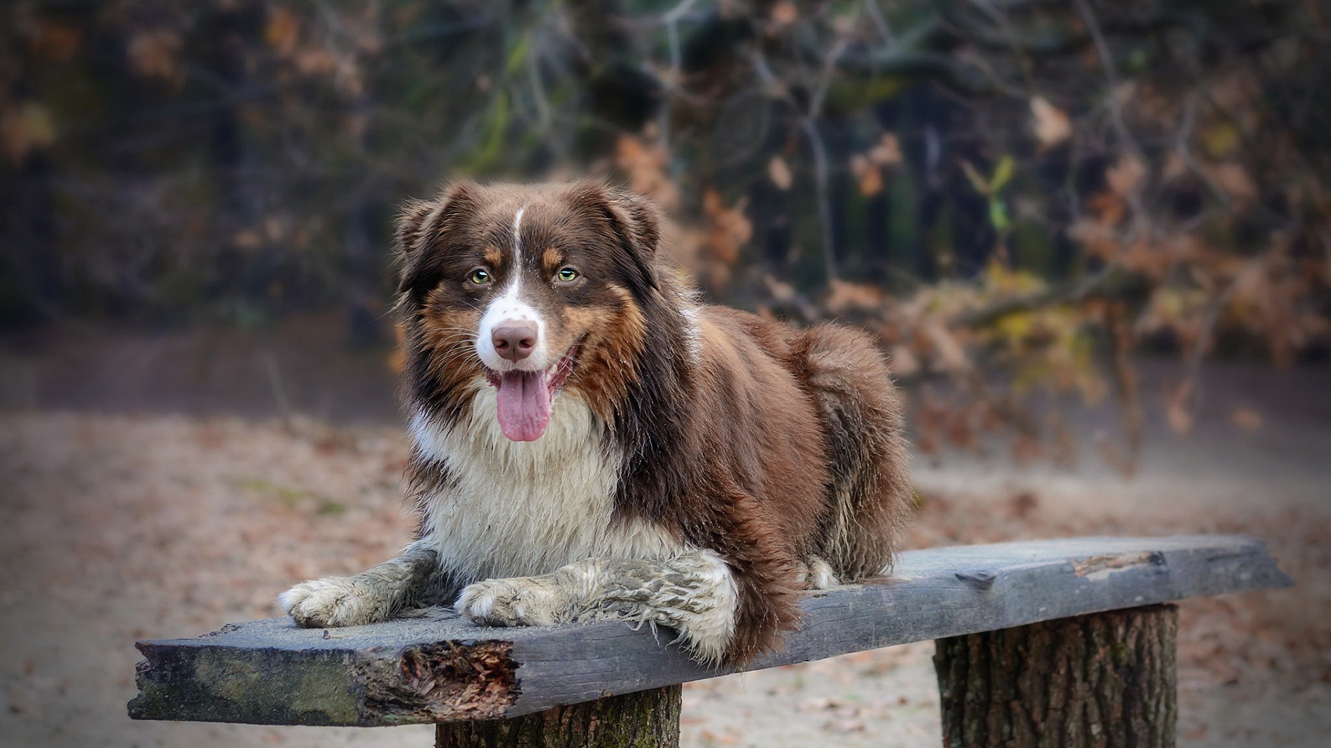 австраликан, защитник, овчарка