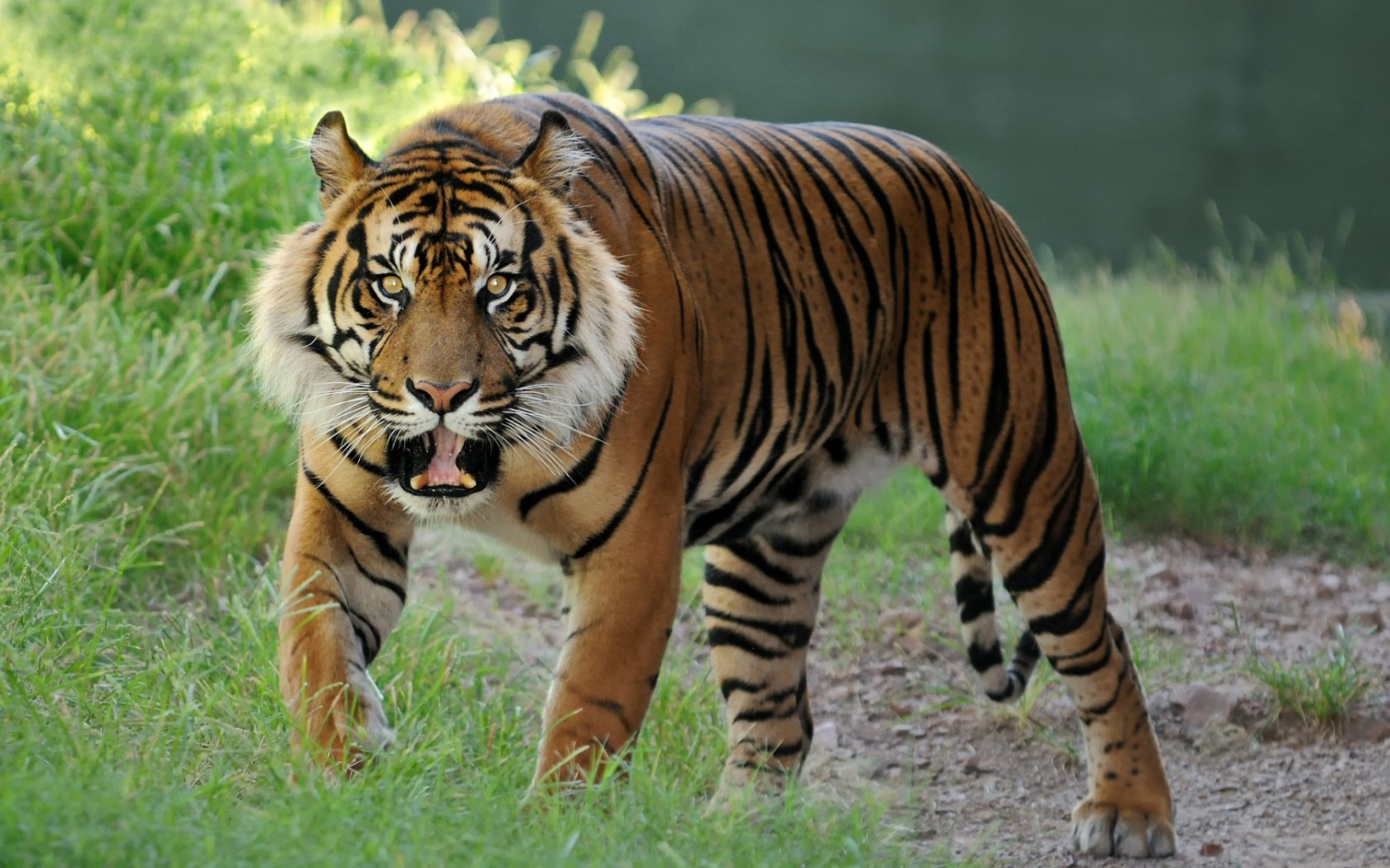 Фото рычащего амурского тигра