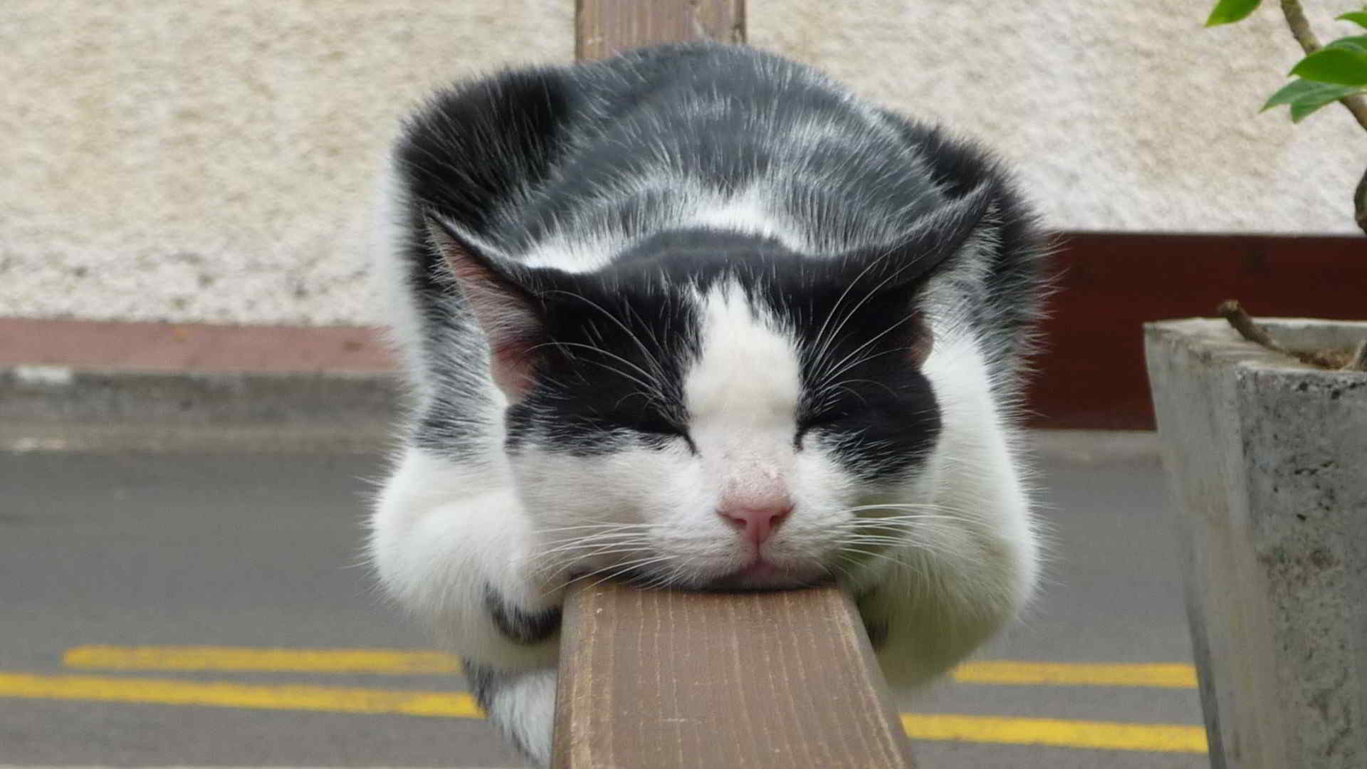 кот, спать, забор