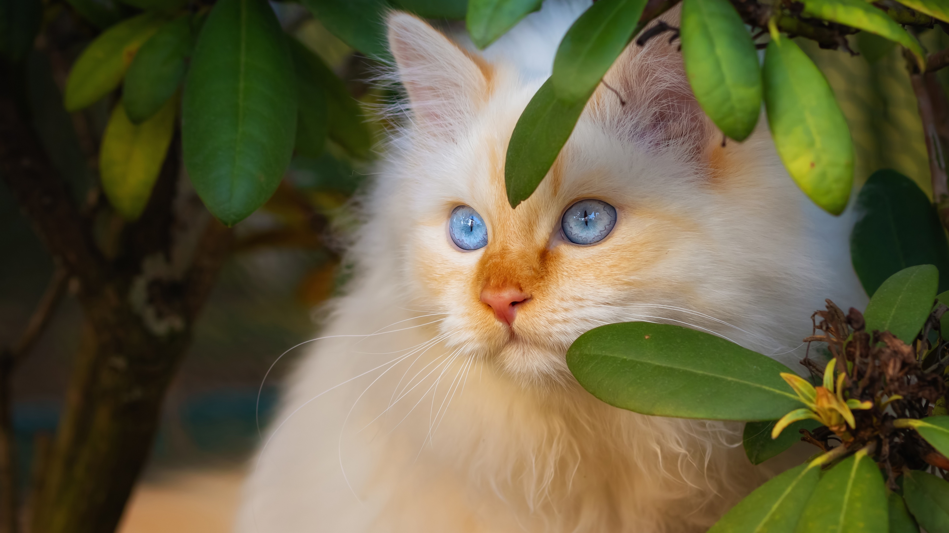 котенок, русские, в сторону