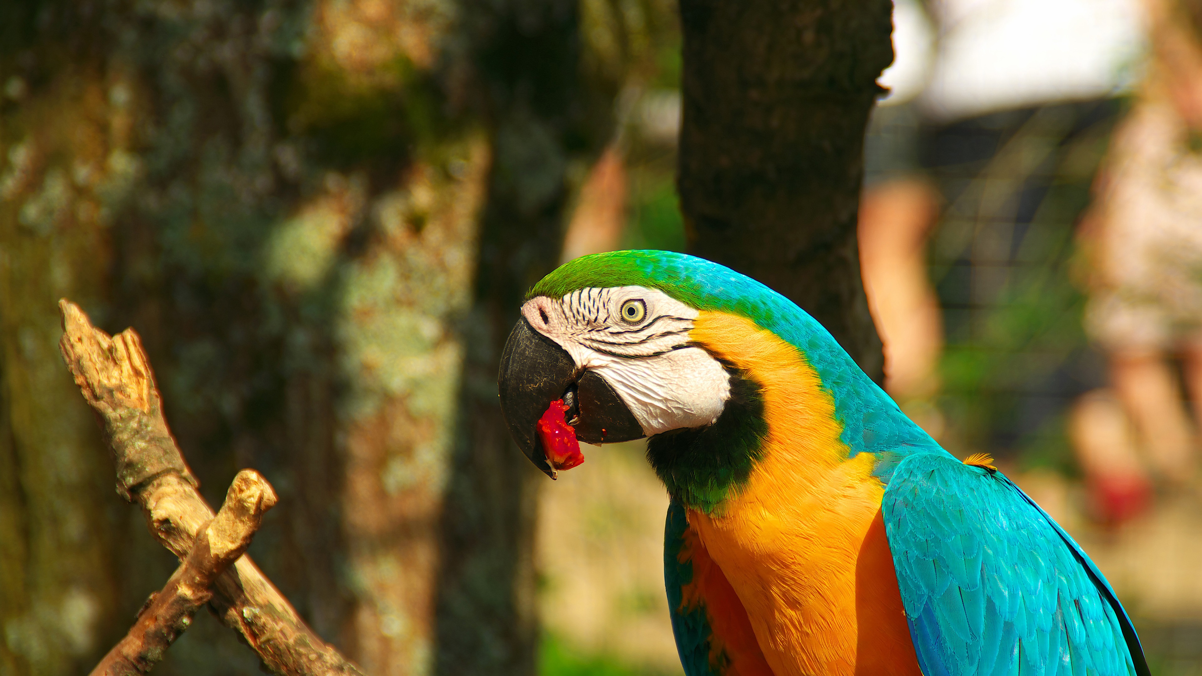 macaw, minv