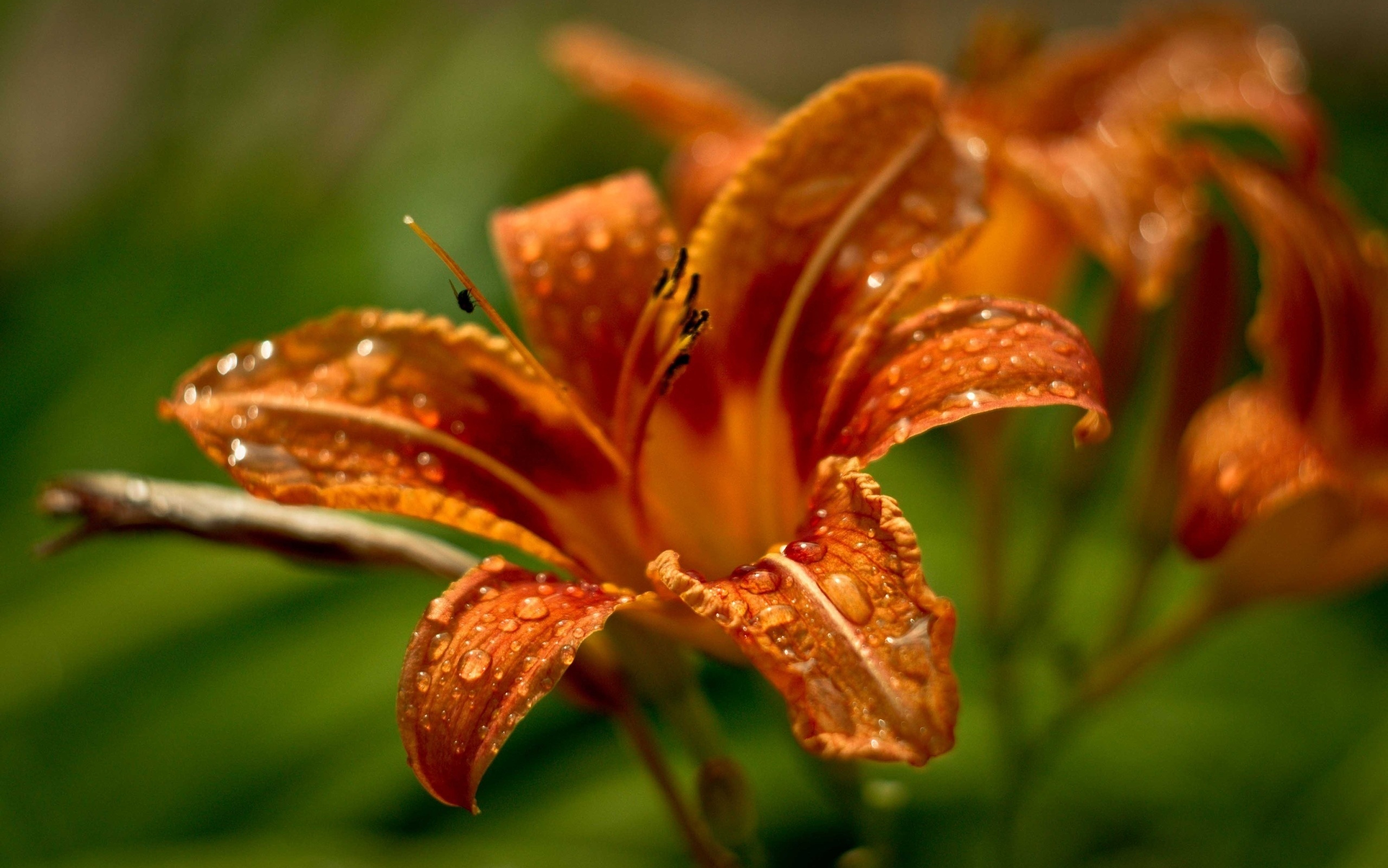 lilies, orange