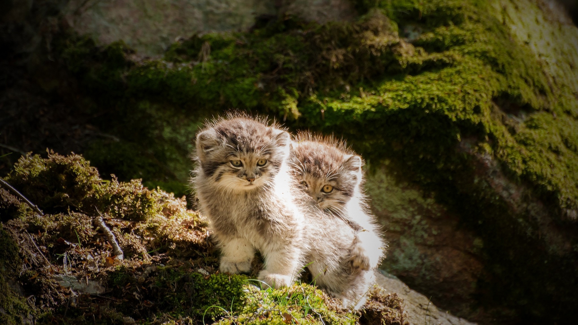 кот, манул, палласов