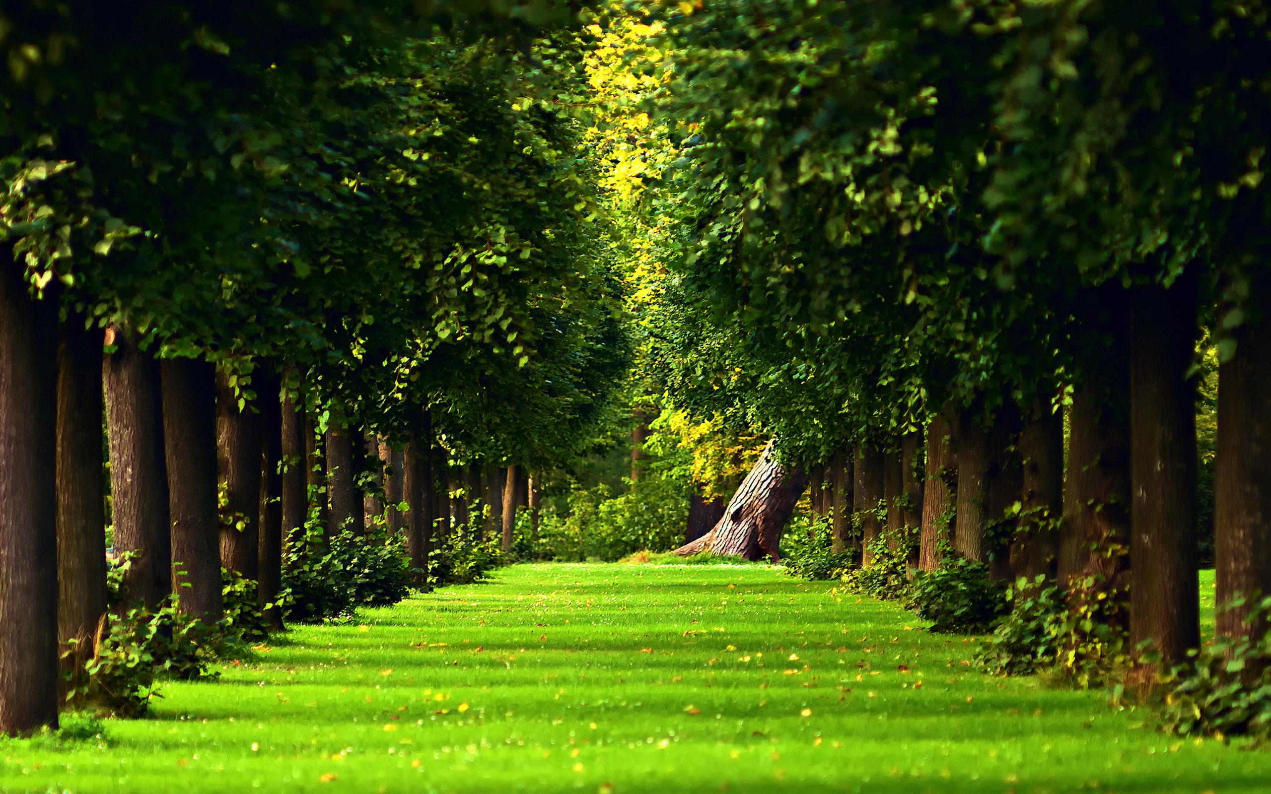 природа деревья лес парк QUEEN ELIZABETH nature trees forest Park бесплатно