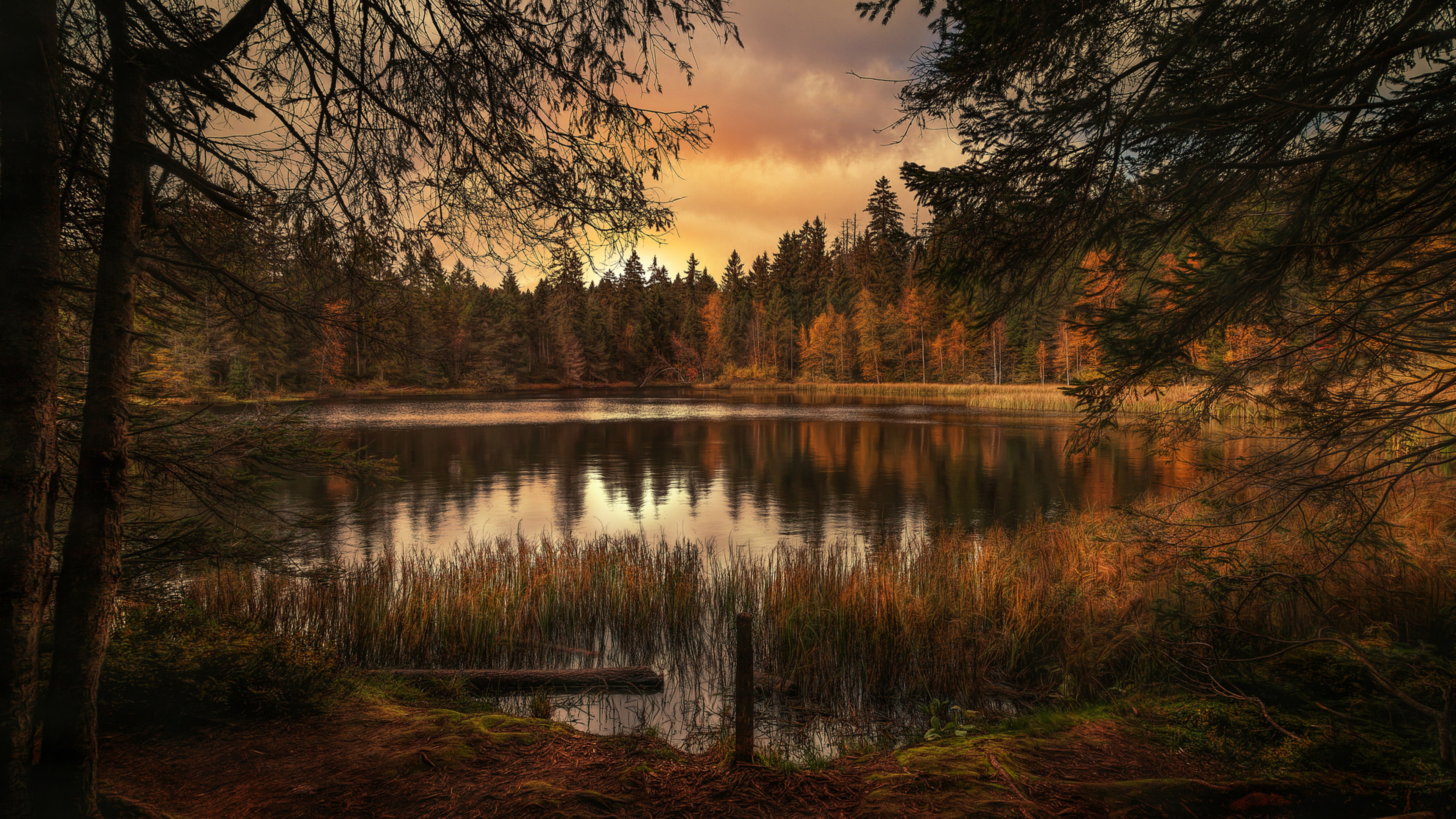 Форест лэйк. Лесное озеро (Forest Lake). Вечерний лес. Закат в лесу. Осеннее озеро.