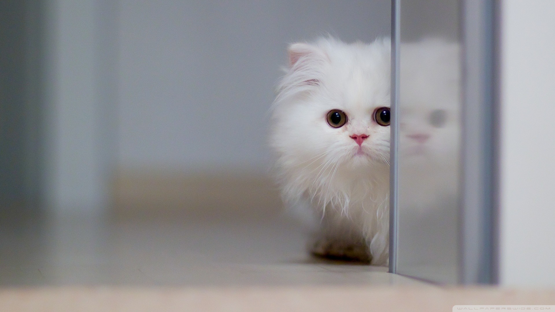 котенок, белый