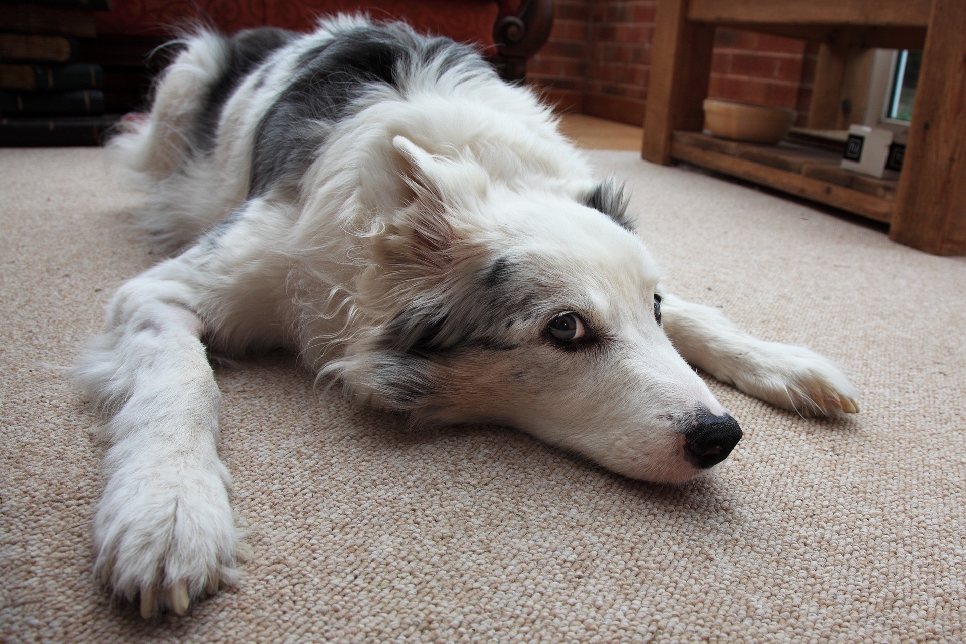 собака, биг, питомец