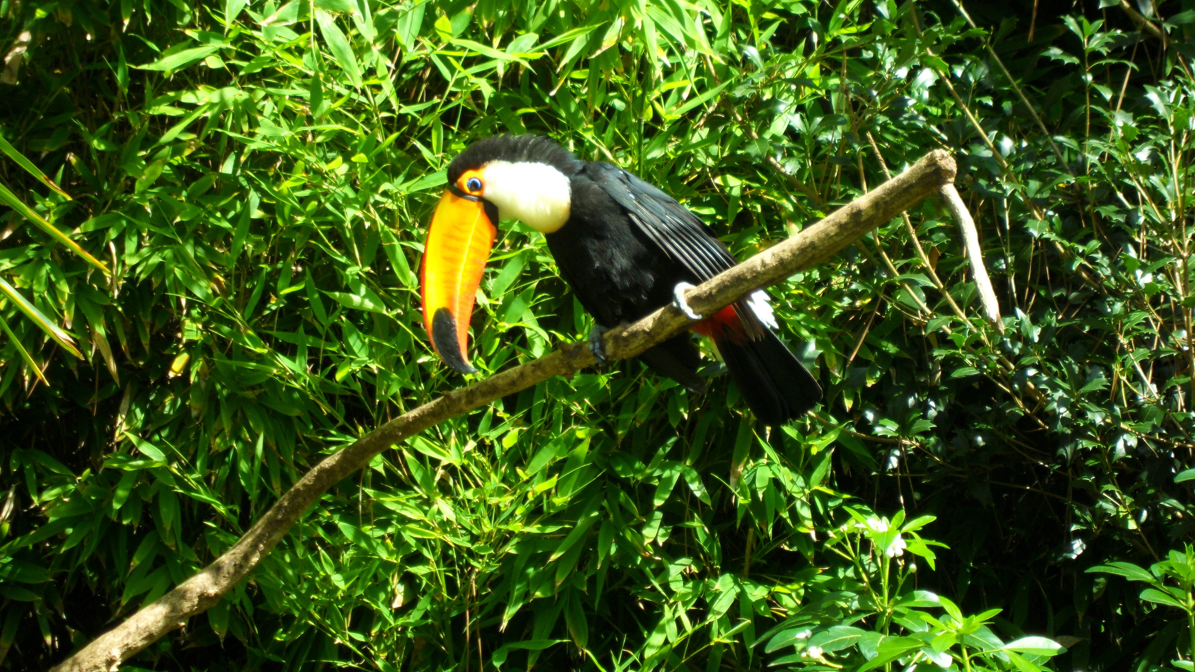 toucan