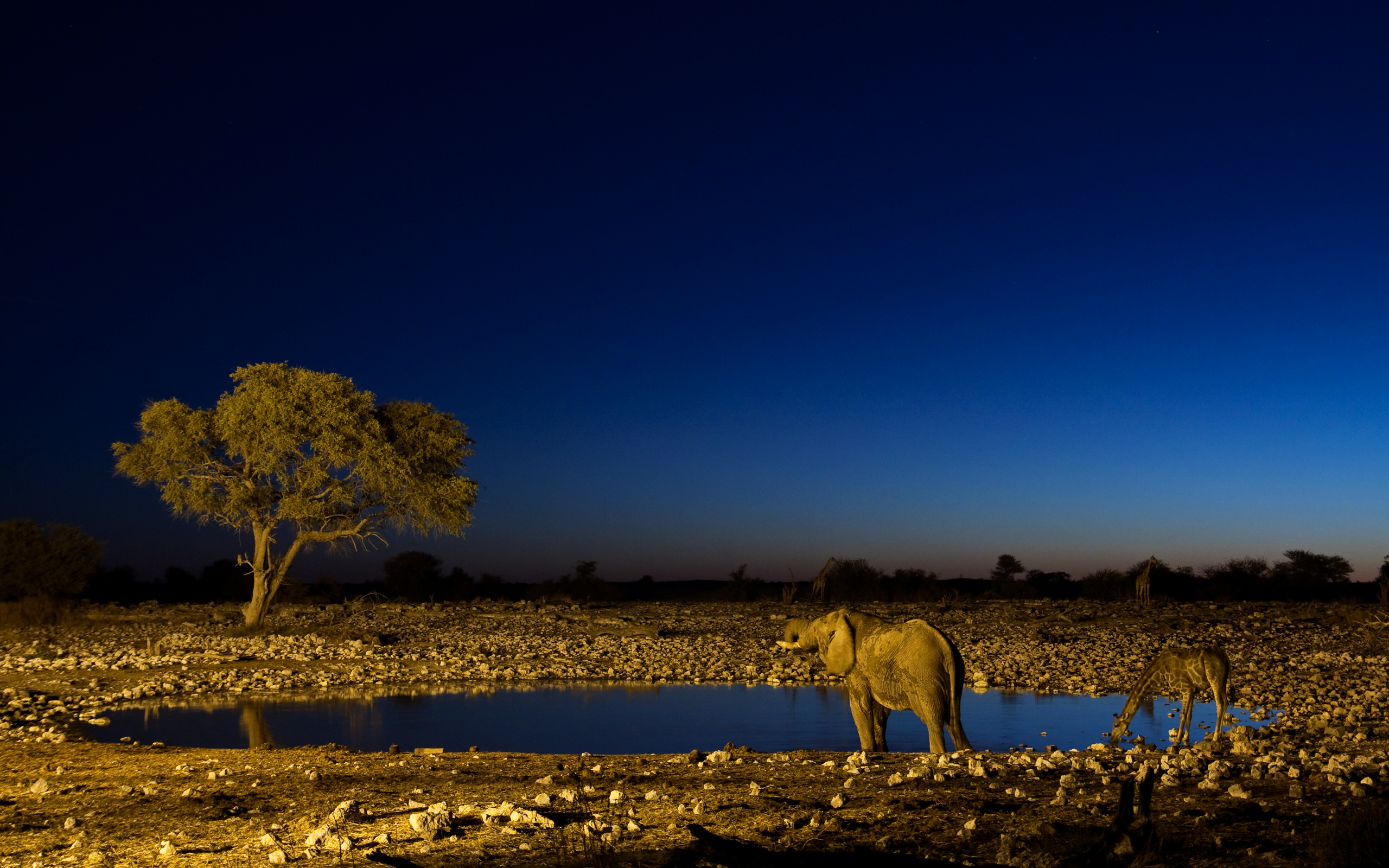 etosha, namibia, national