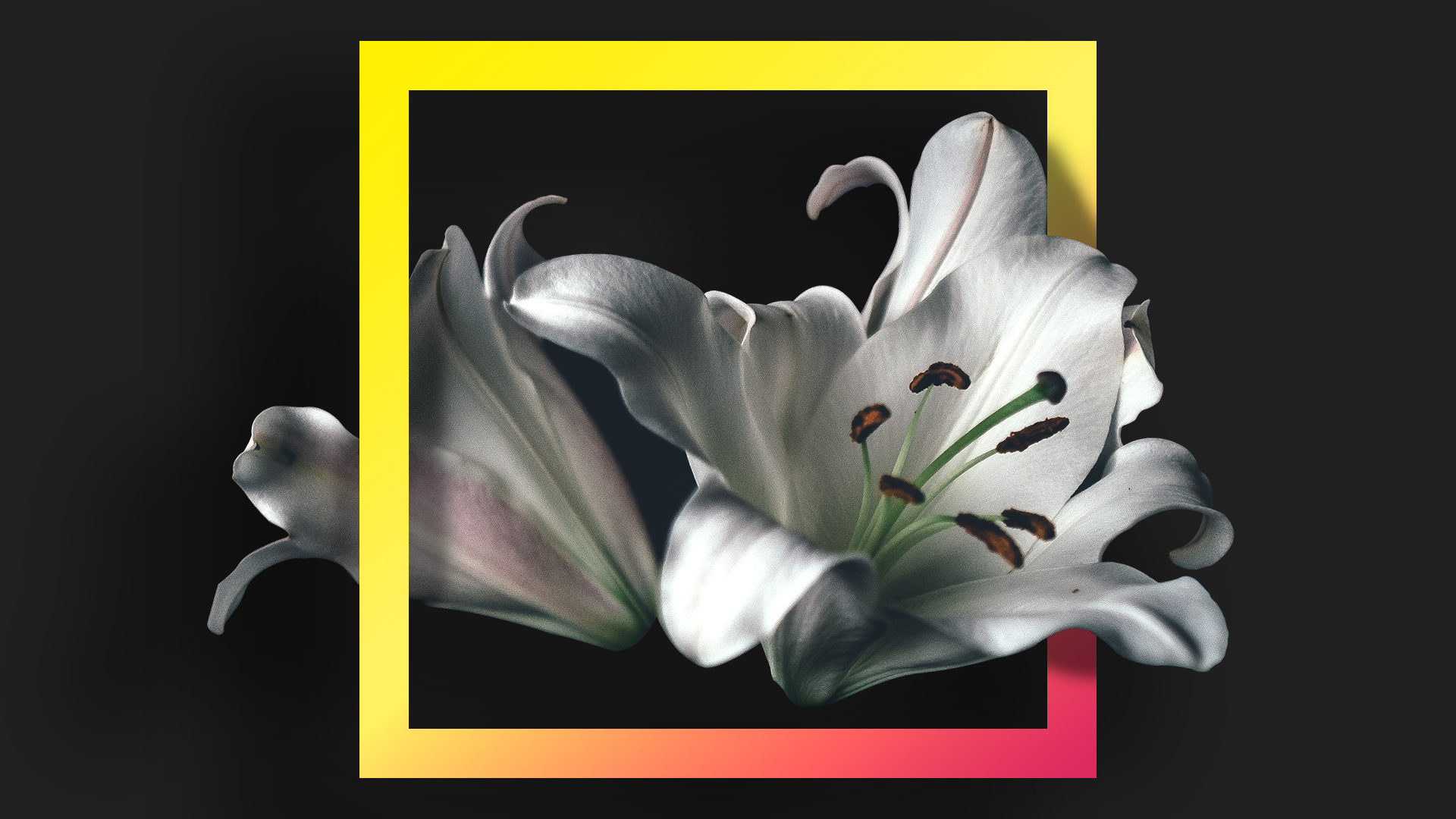 белый, черный, фон