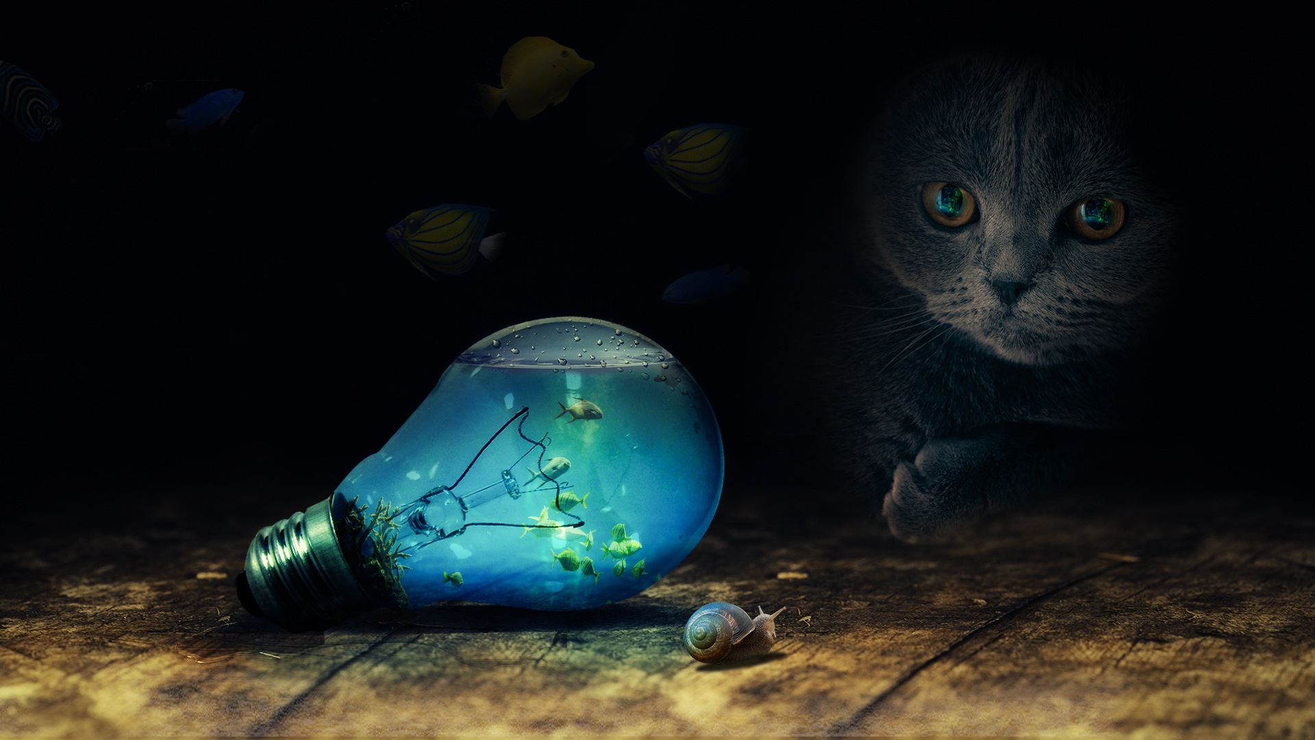 кот, свет, рыба