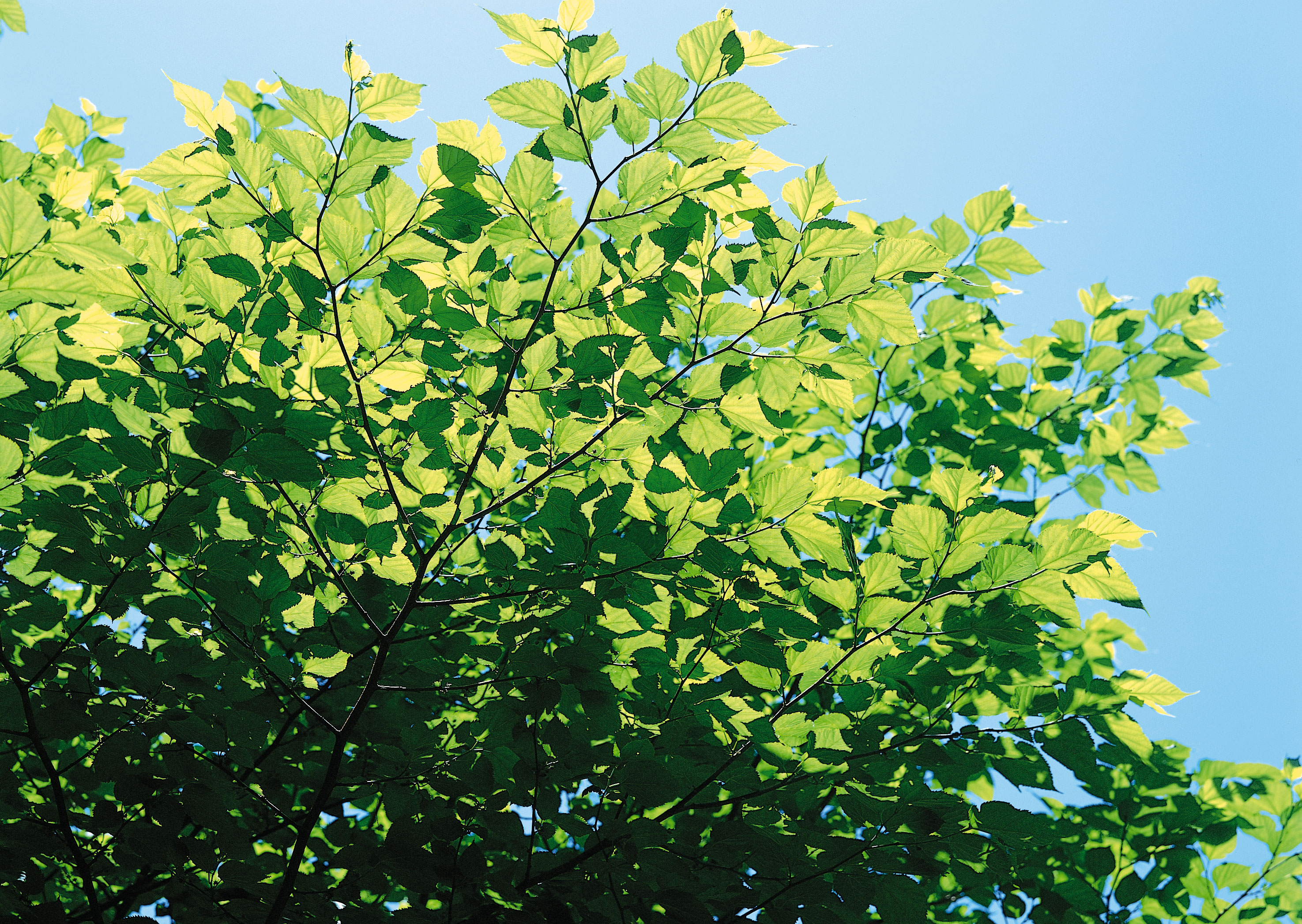 арафовые листья на дереве с голубым небом на заднем плане