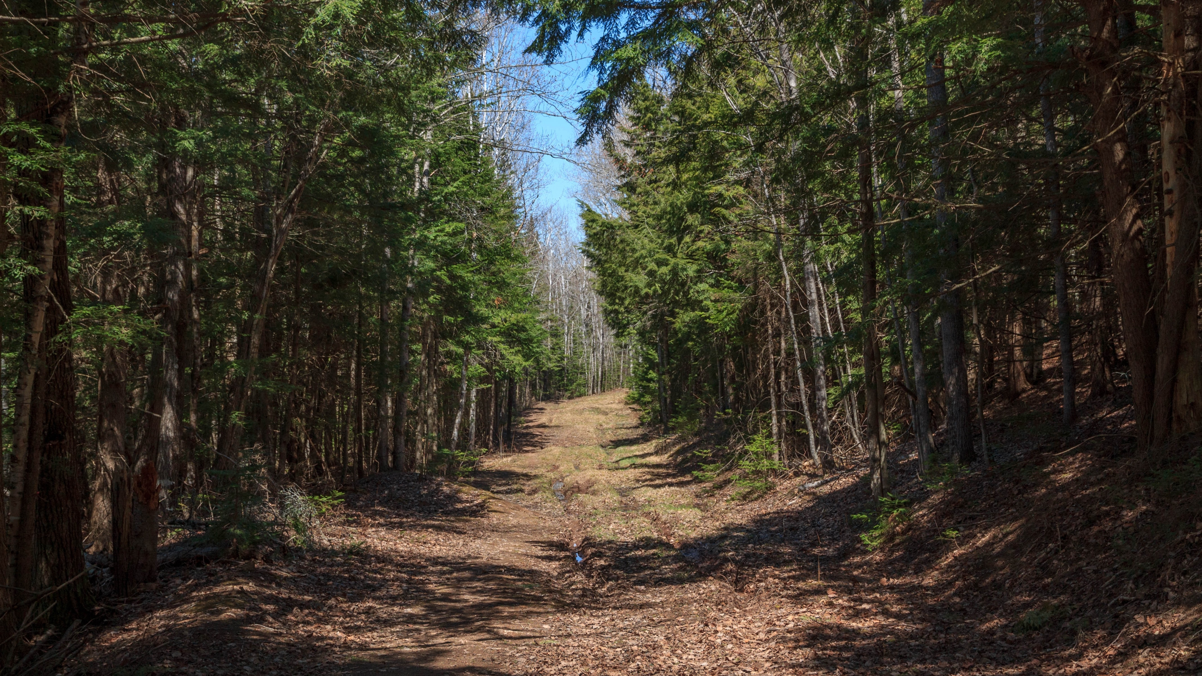 fore, лес, электростанция