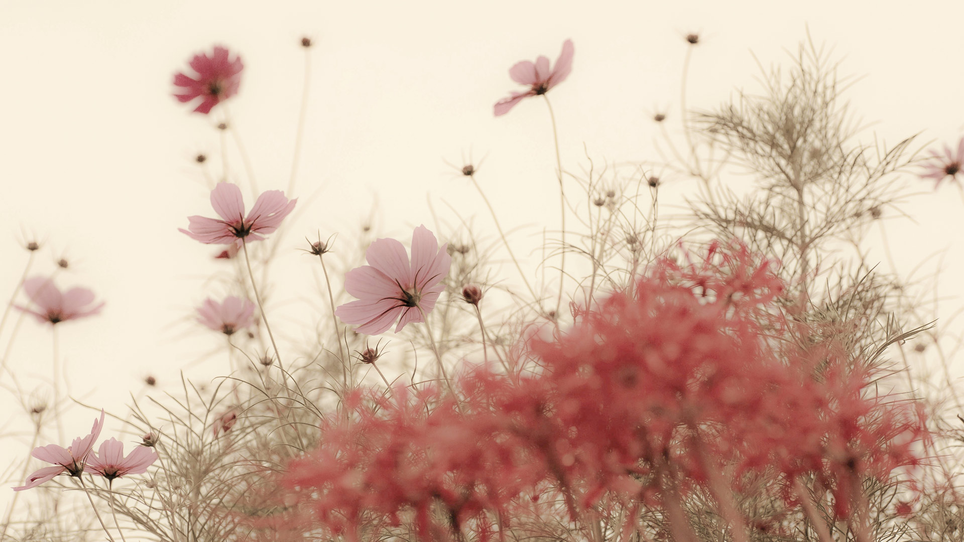 роскош, галерея