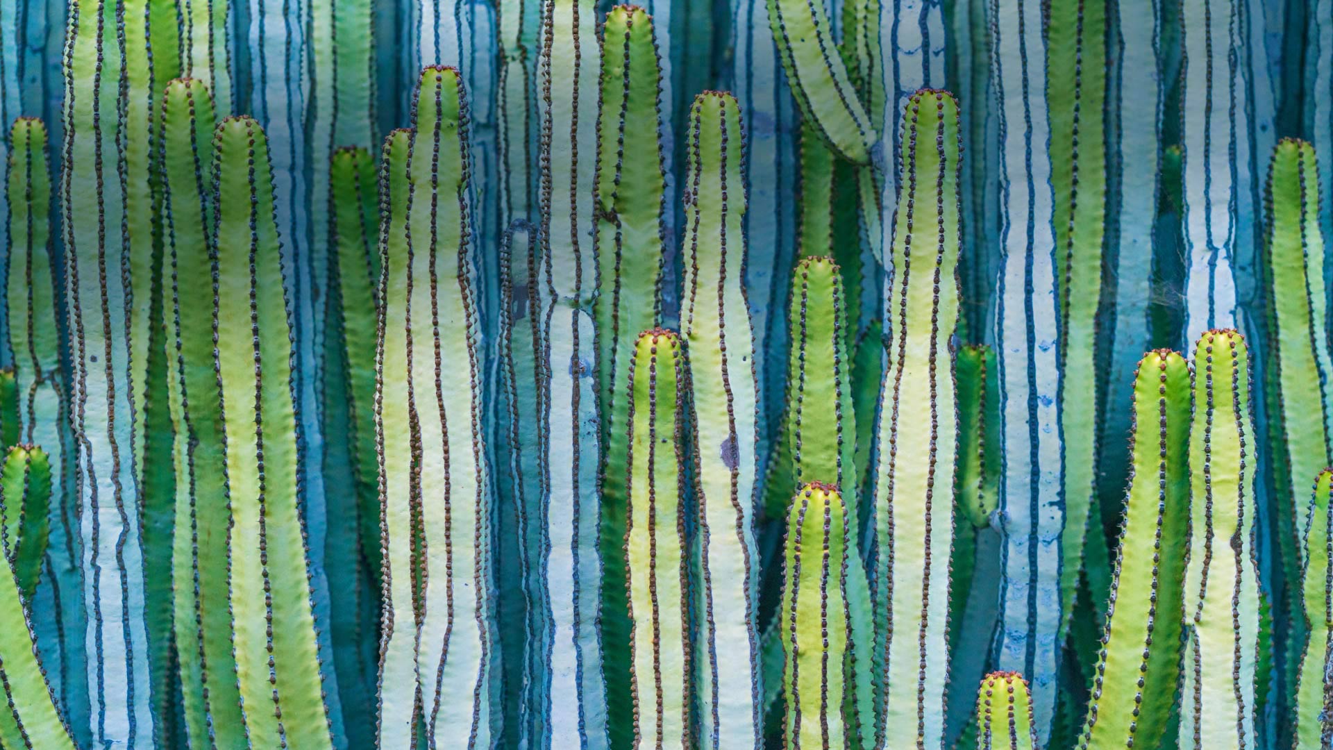 кактус, cardon, фото