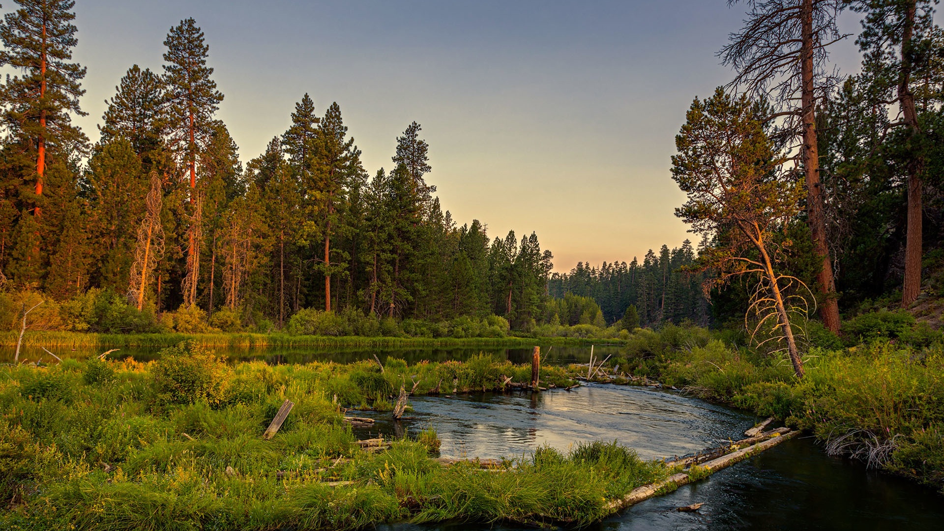 река, лес, природа