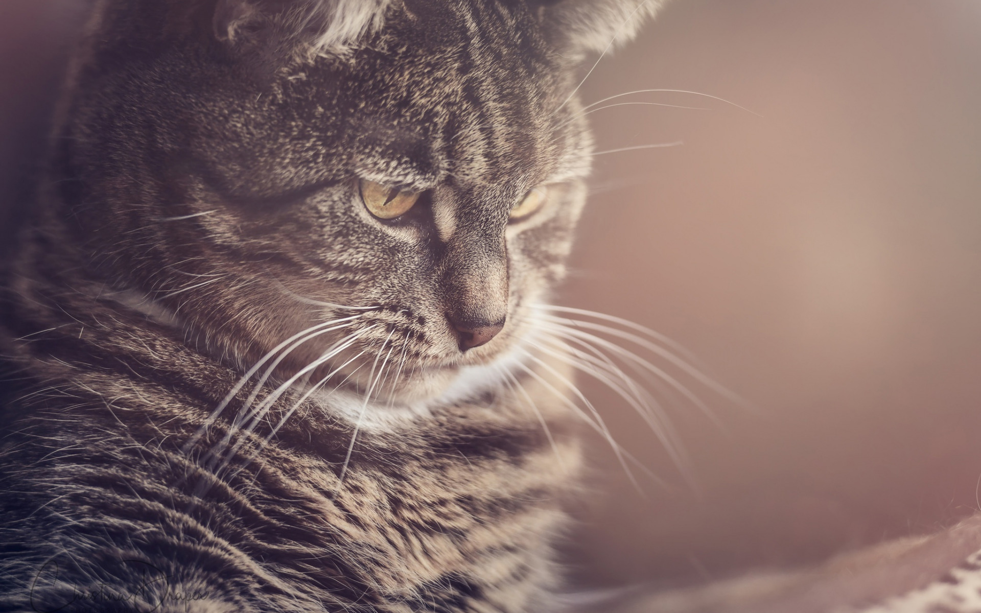 животные, бобовые