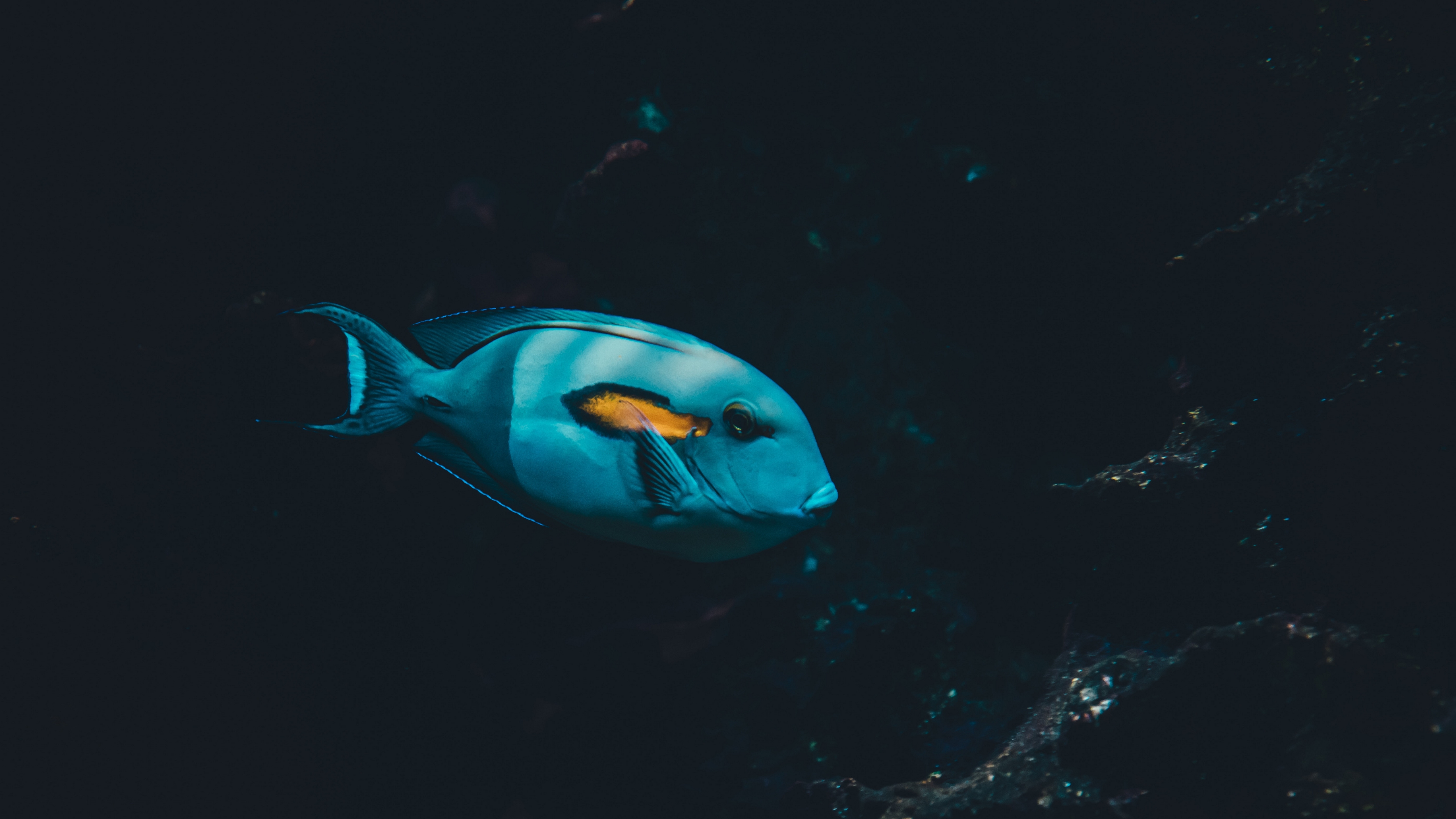 promedium, report, coral