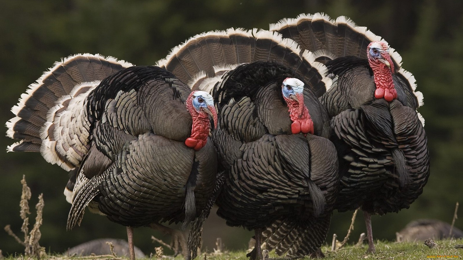 птица, домашняя, домашней