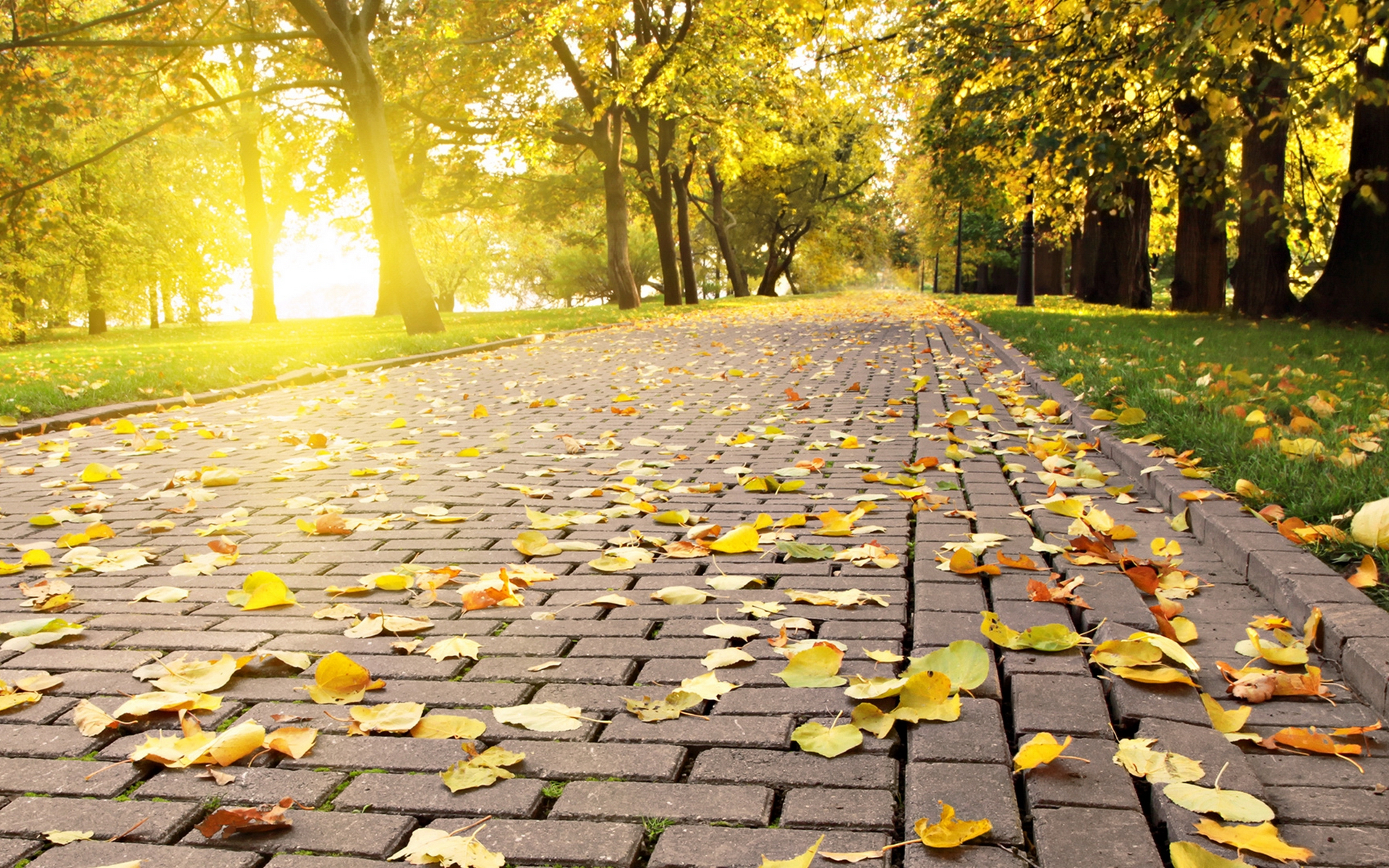 красивые, осень, качественные