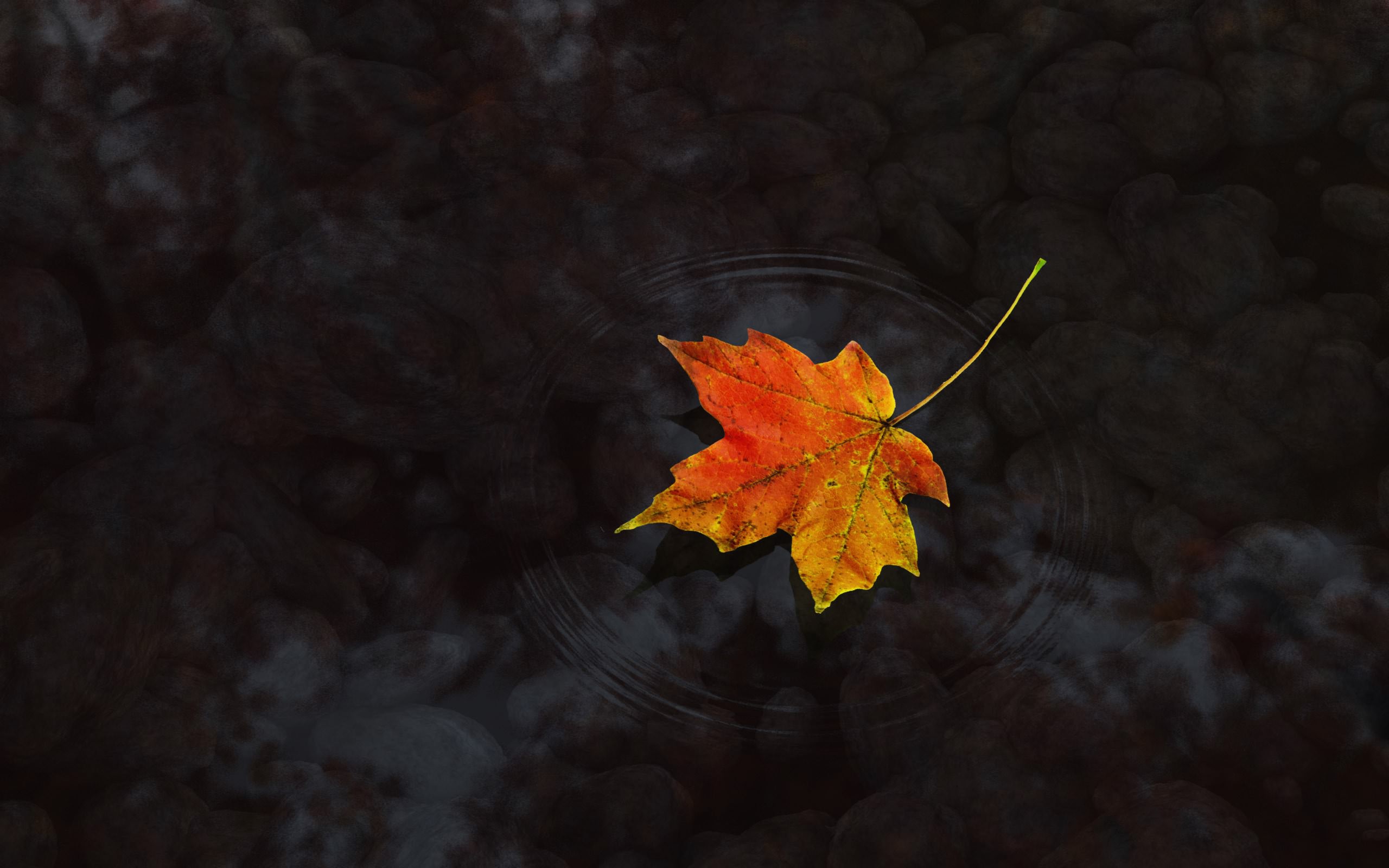 Падающие листья в воду. Осенние листья. Падающие листья. Кленовый лист. Осенние листья на темном фоне.