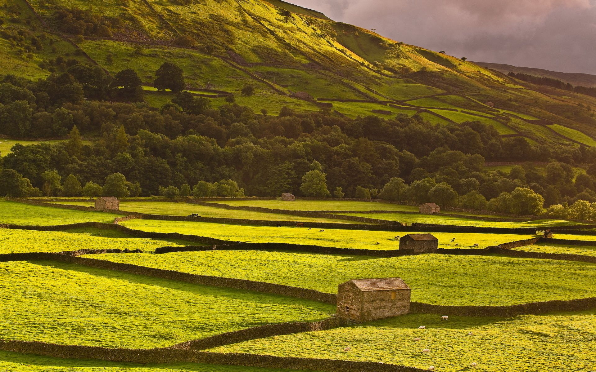 домашний скот, овцы