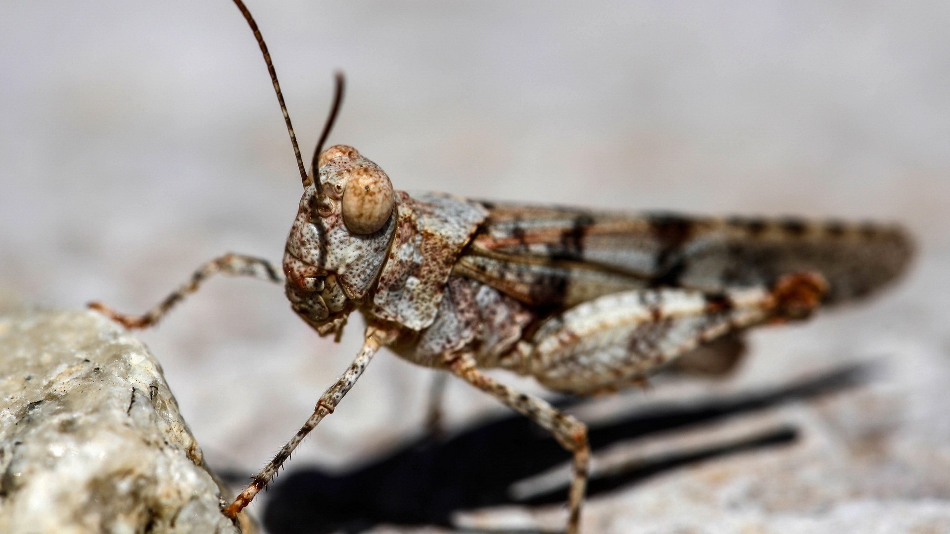 крылатые, группа, пуховики