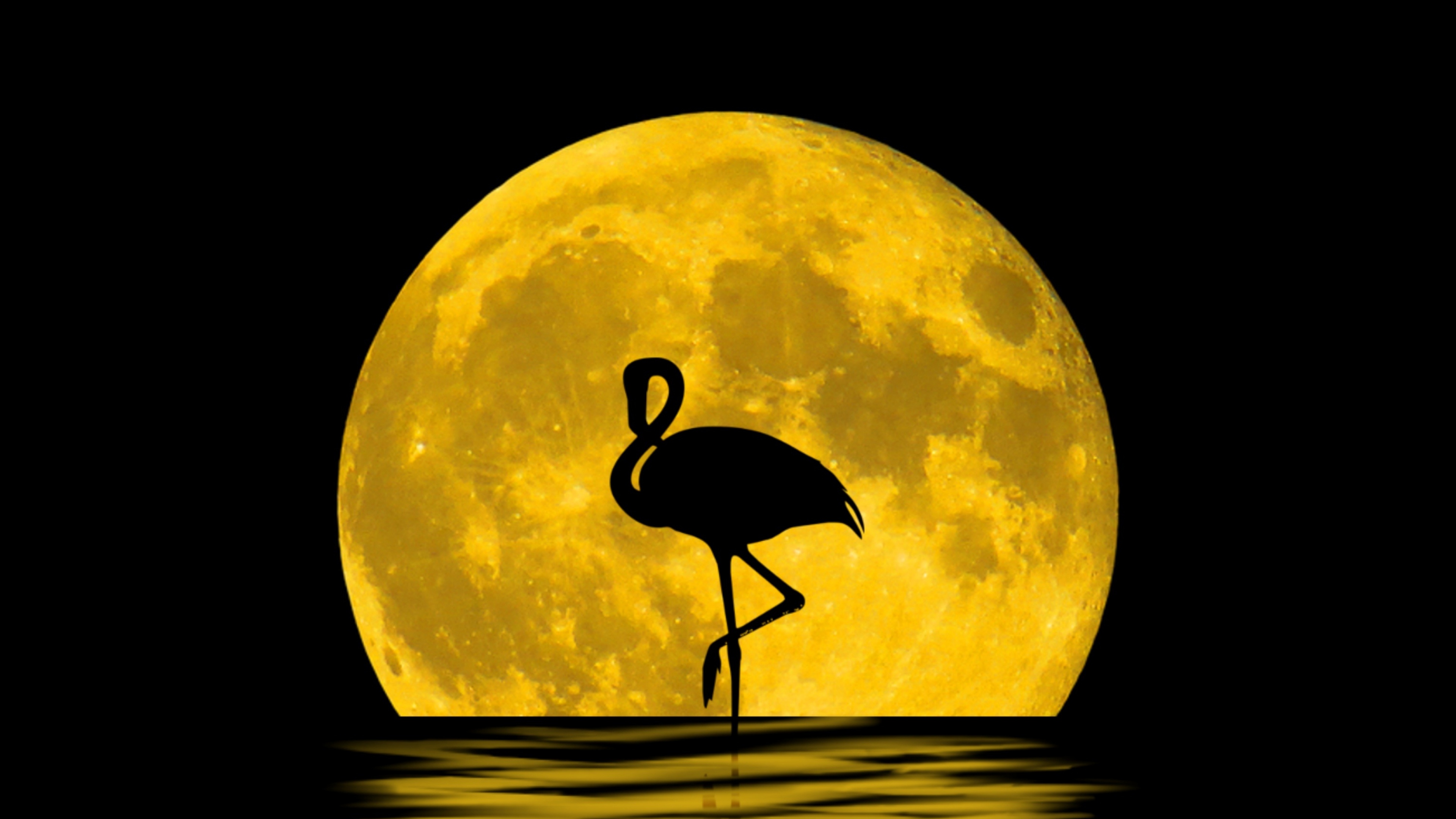 Луна как желтый медведь. Силуэт на фоне Луны. Желтая Луна. Птица на фоне Луны. Луна на черном фоне.