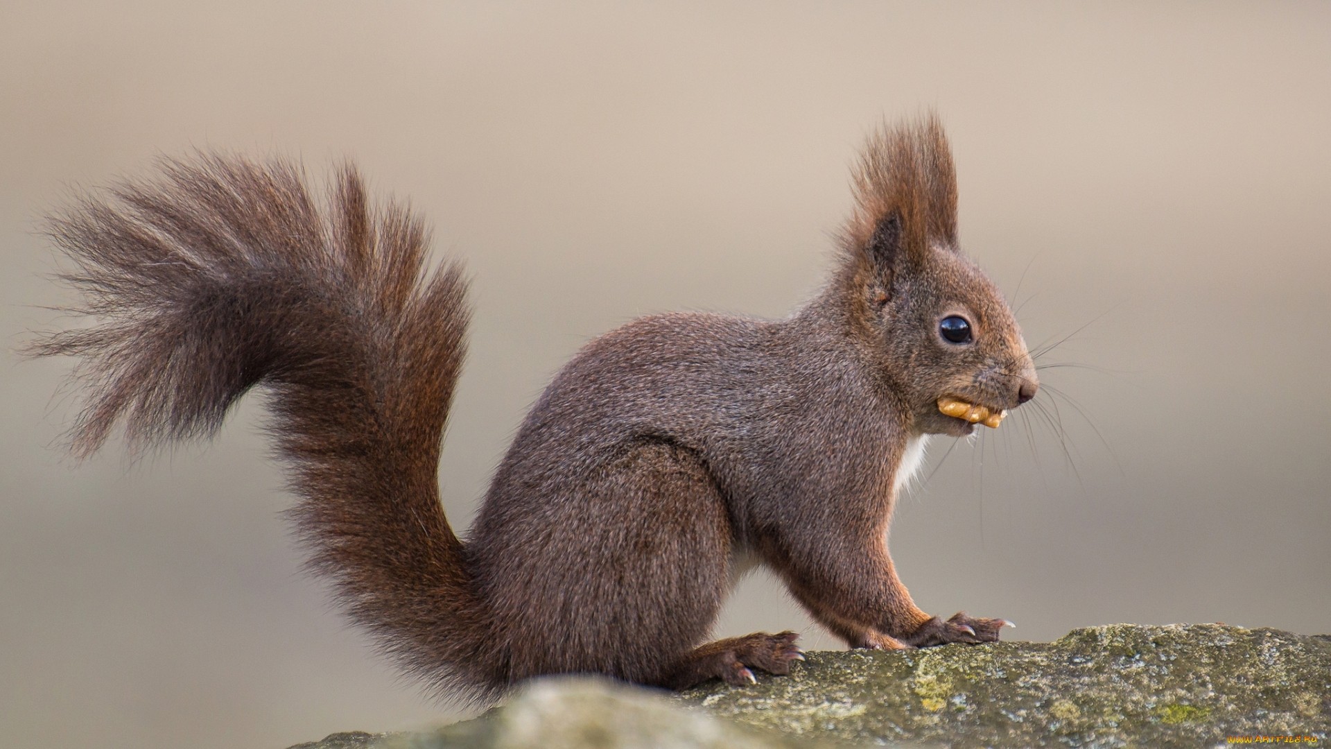 красный, sciurus