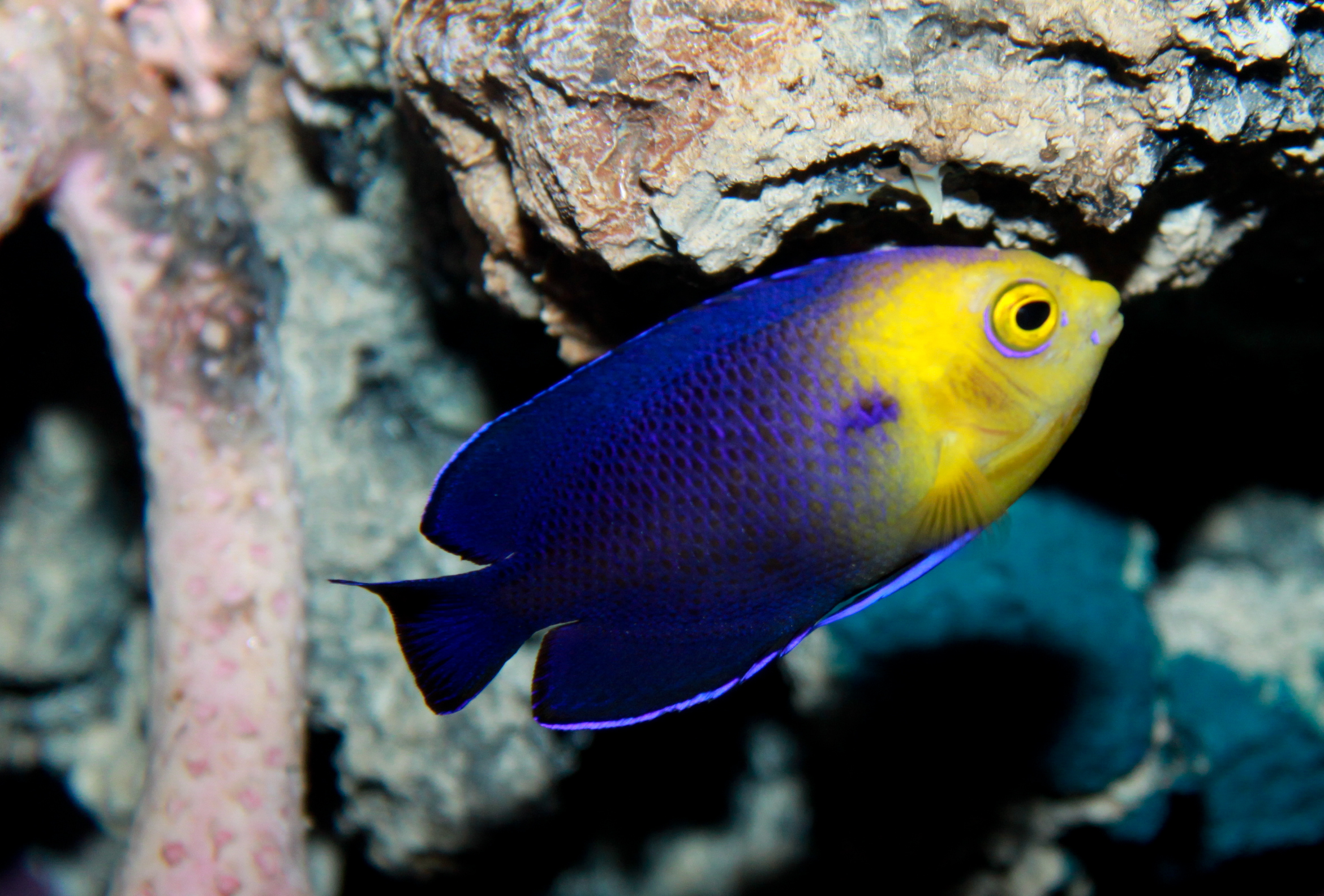 peixes, peixe, marinho