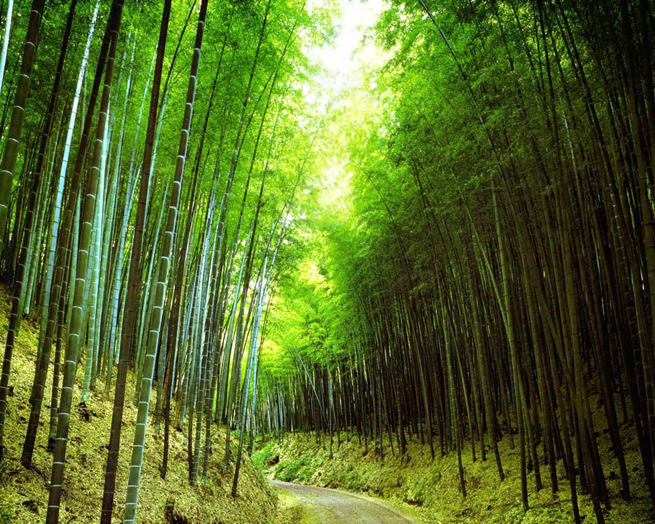 древесина, бамбук, tre