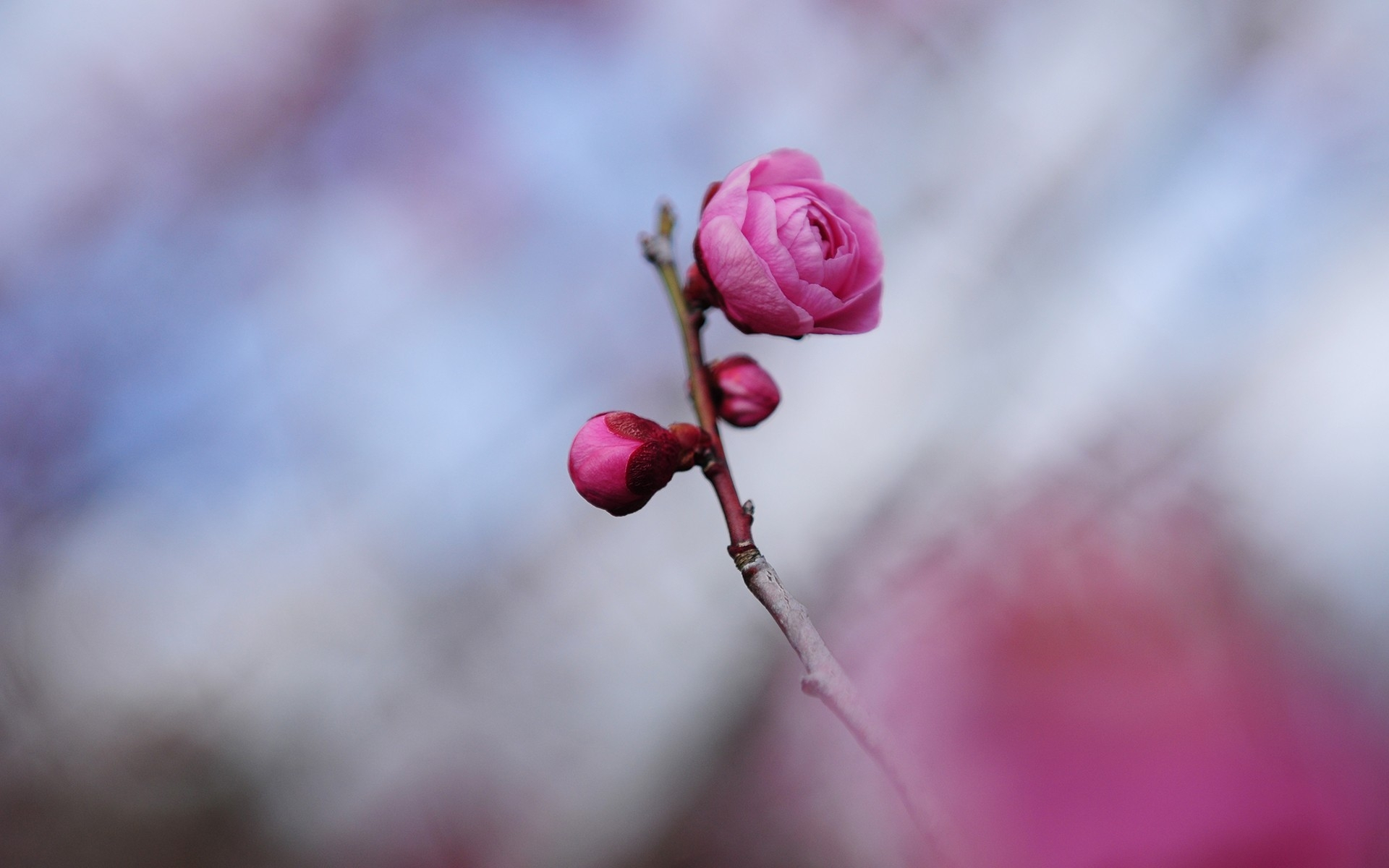 веточка, flowers, цветы