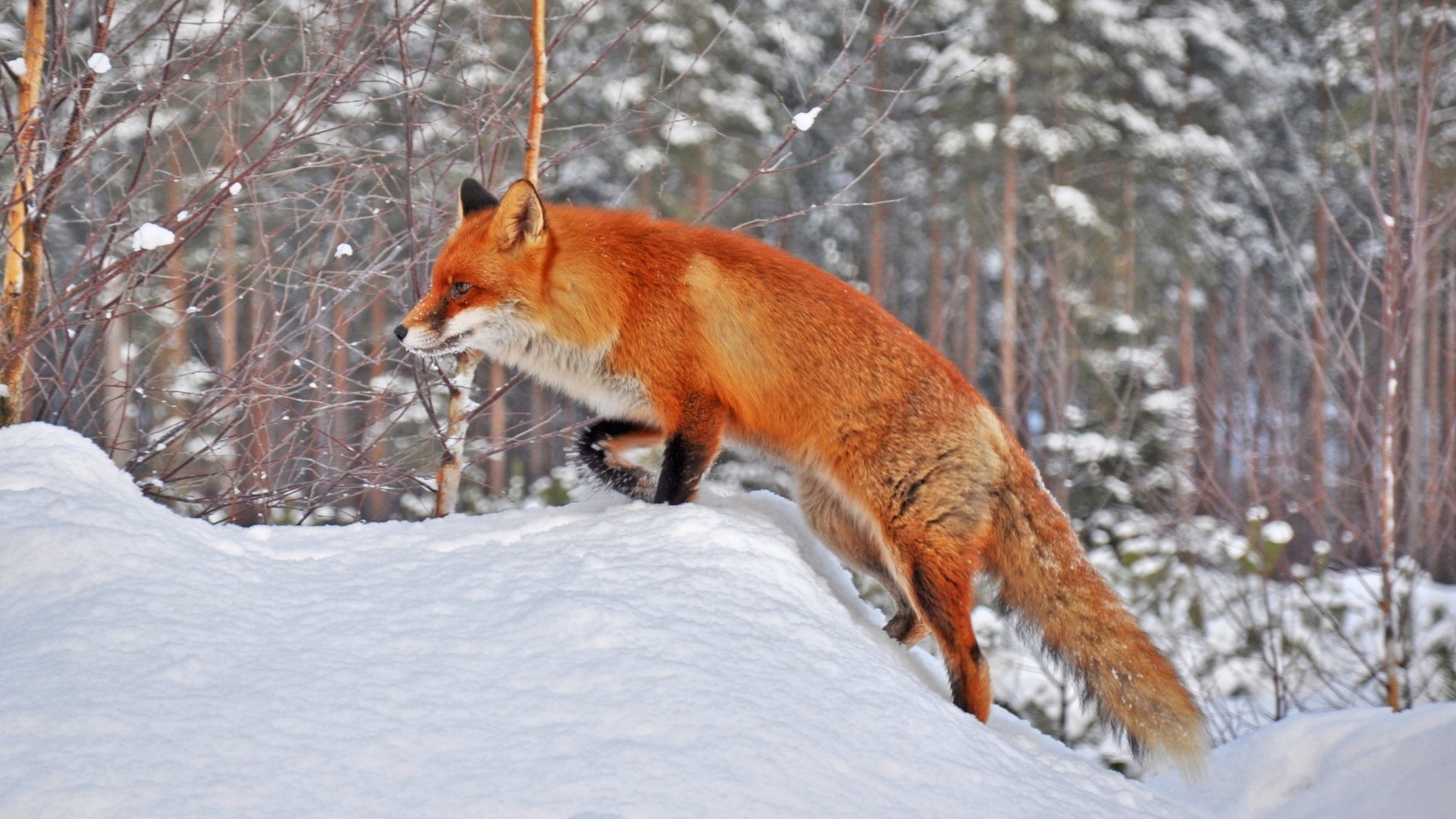 фокс