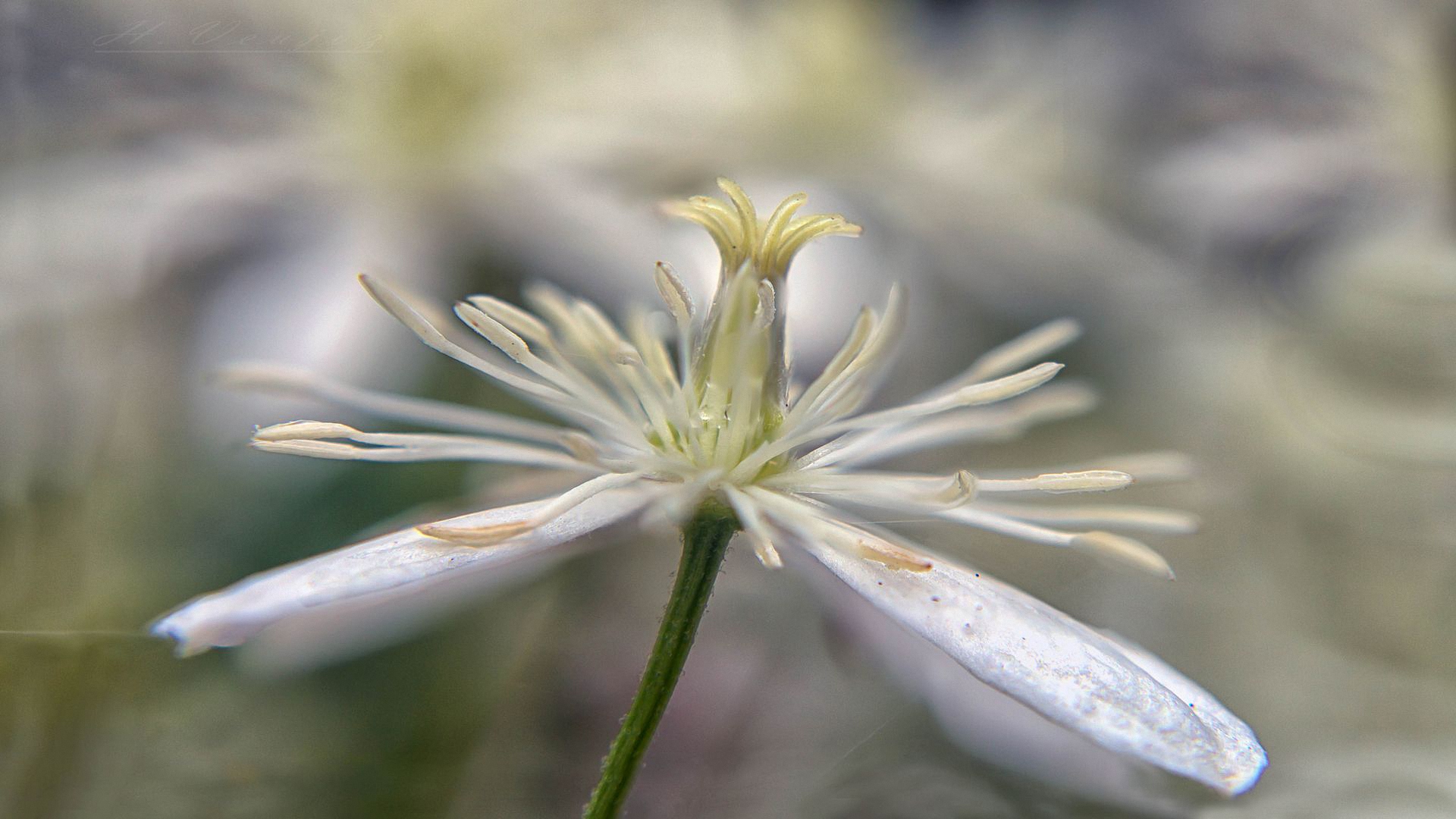passiflora, wikipediapassion, цветы