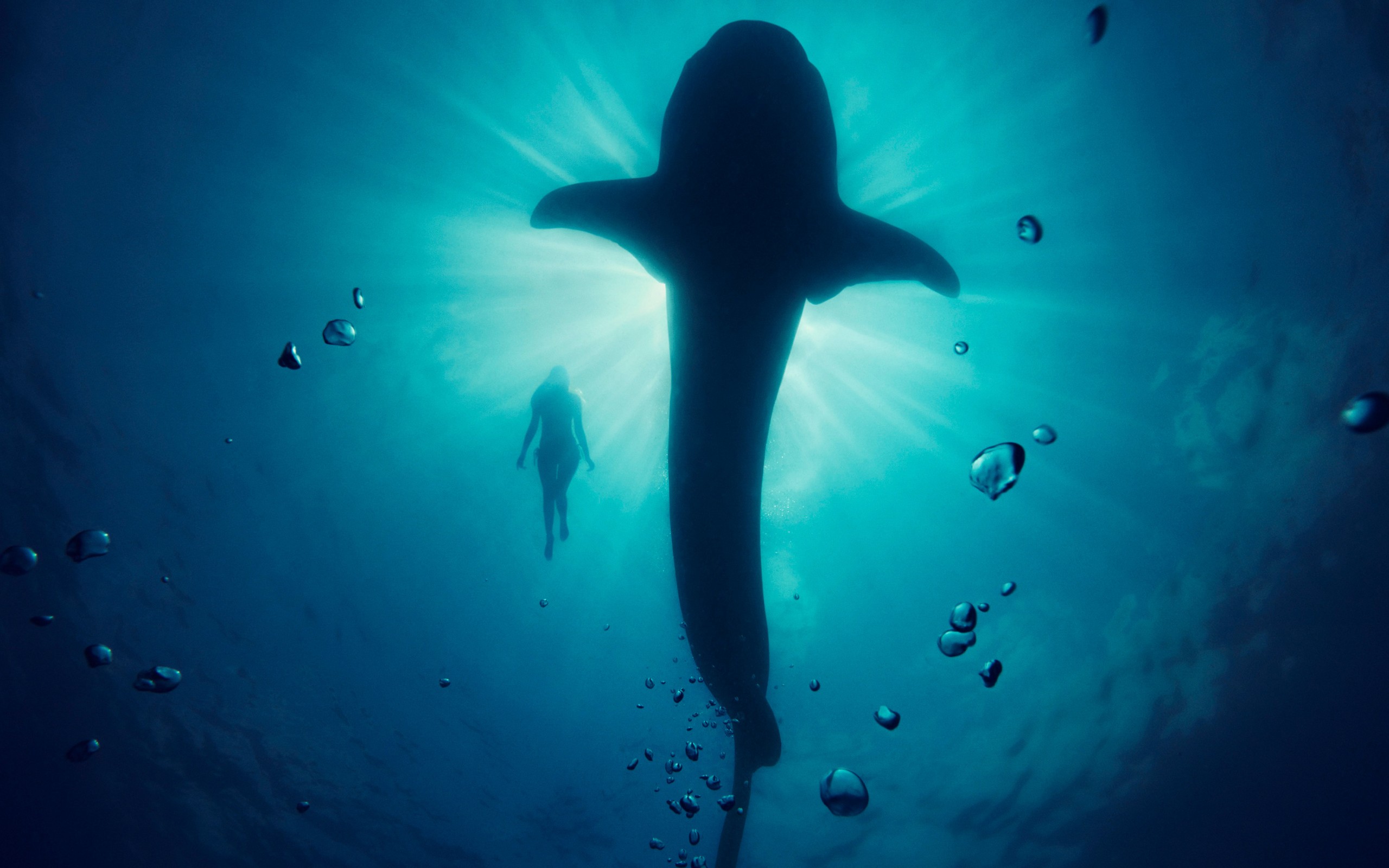 кит, underwater, модель