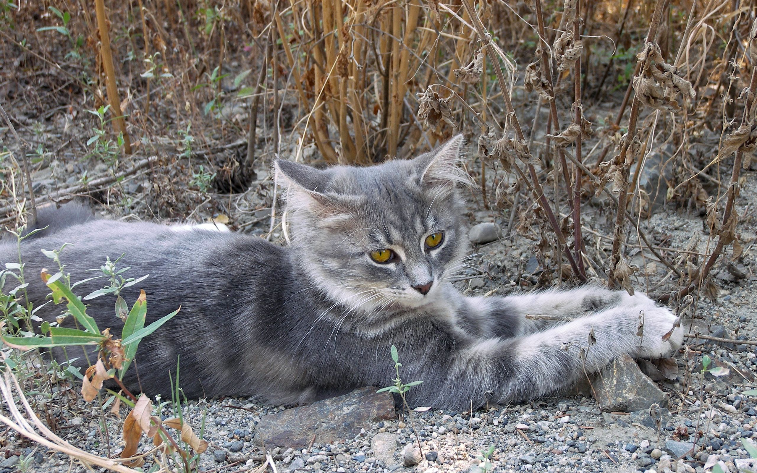 кот, коты, серый