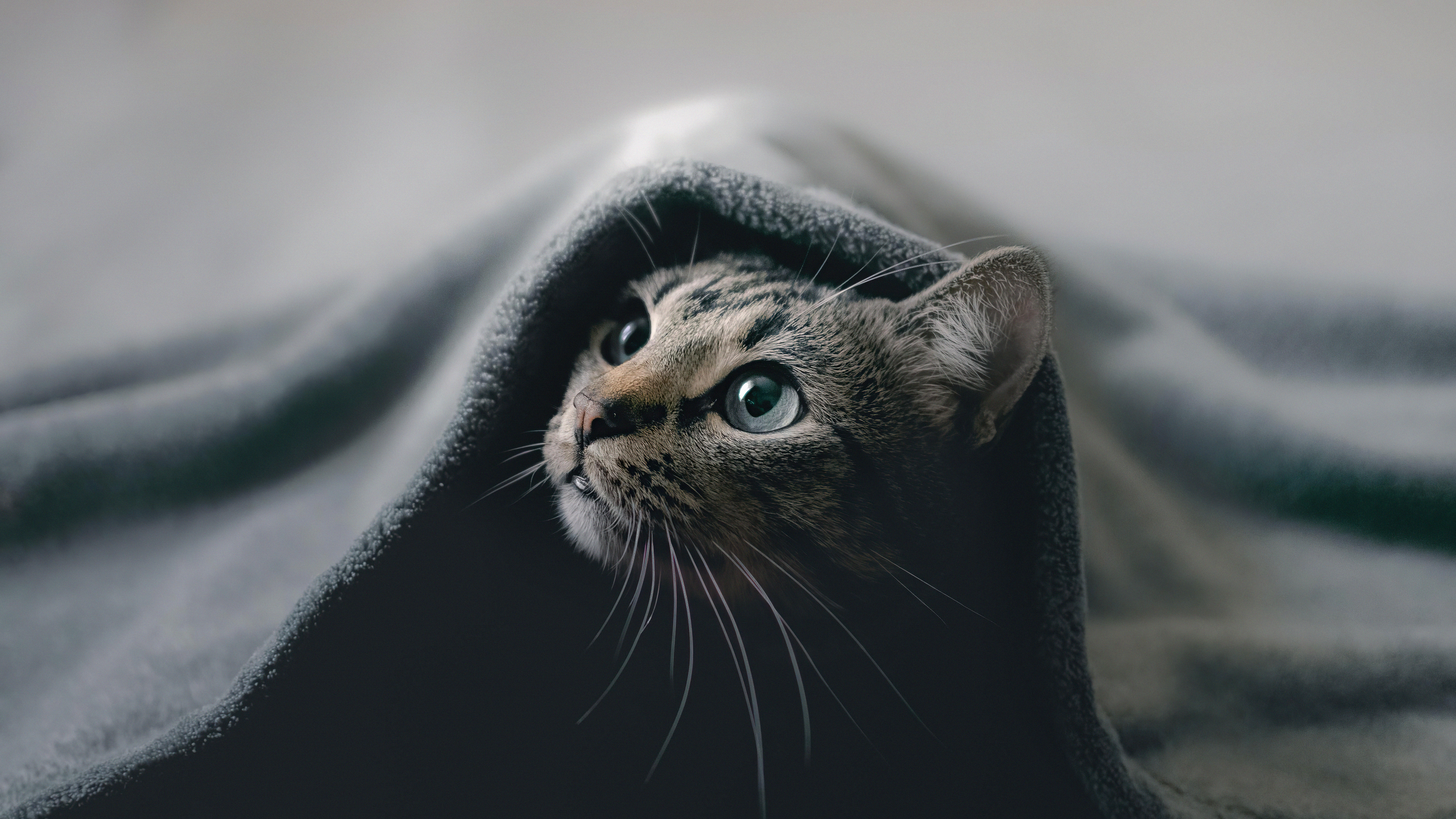 кот
