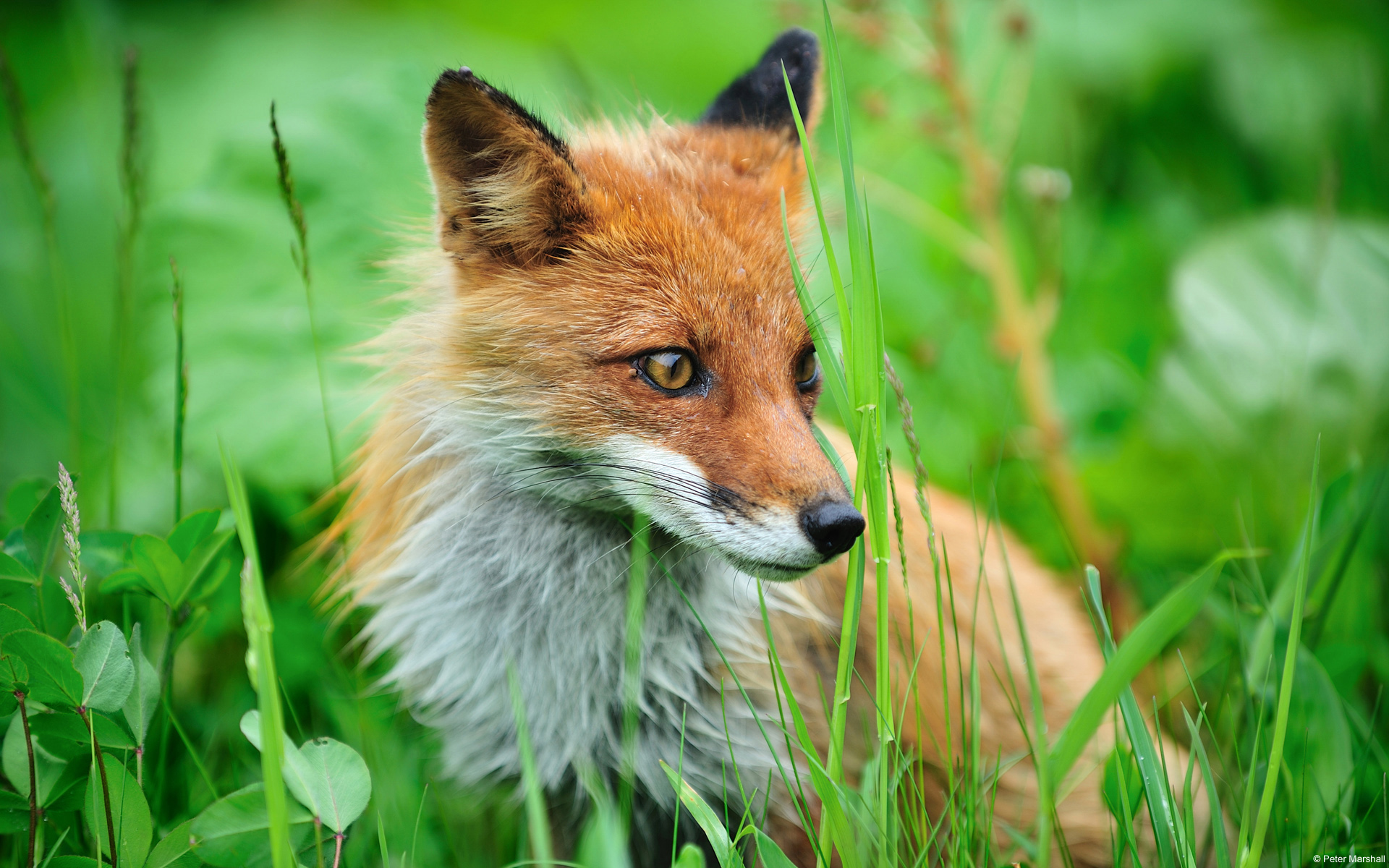 renard, ecran, ласки
