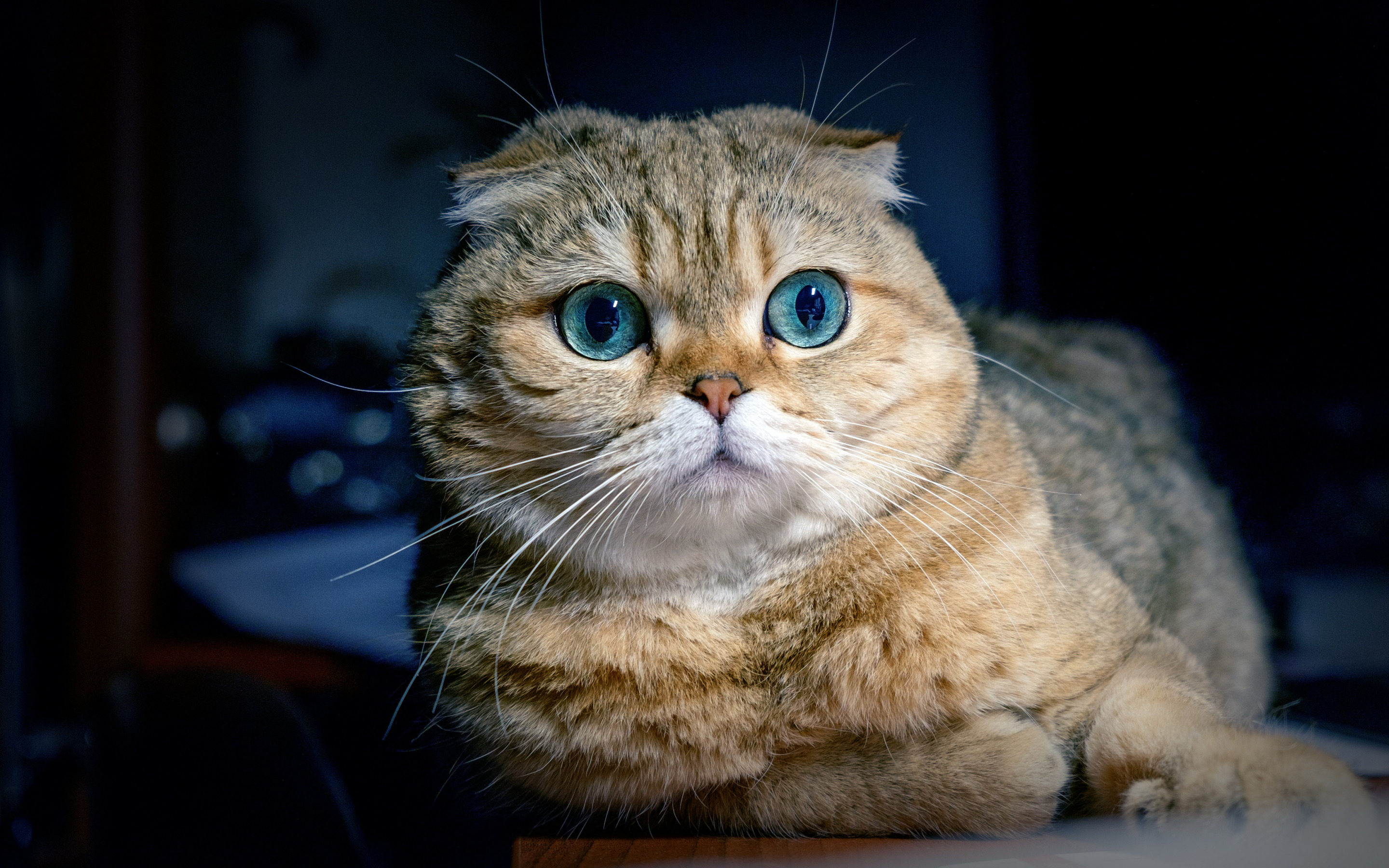 скоттиш, встроенные языковые